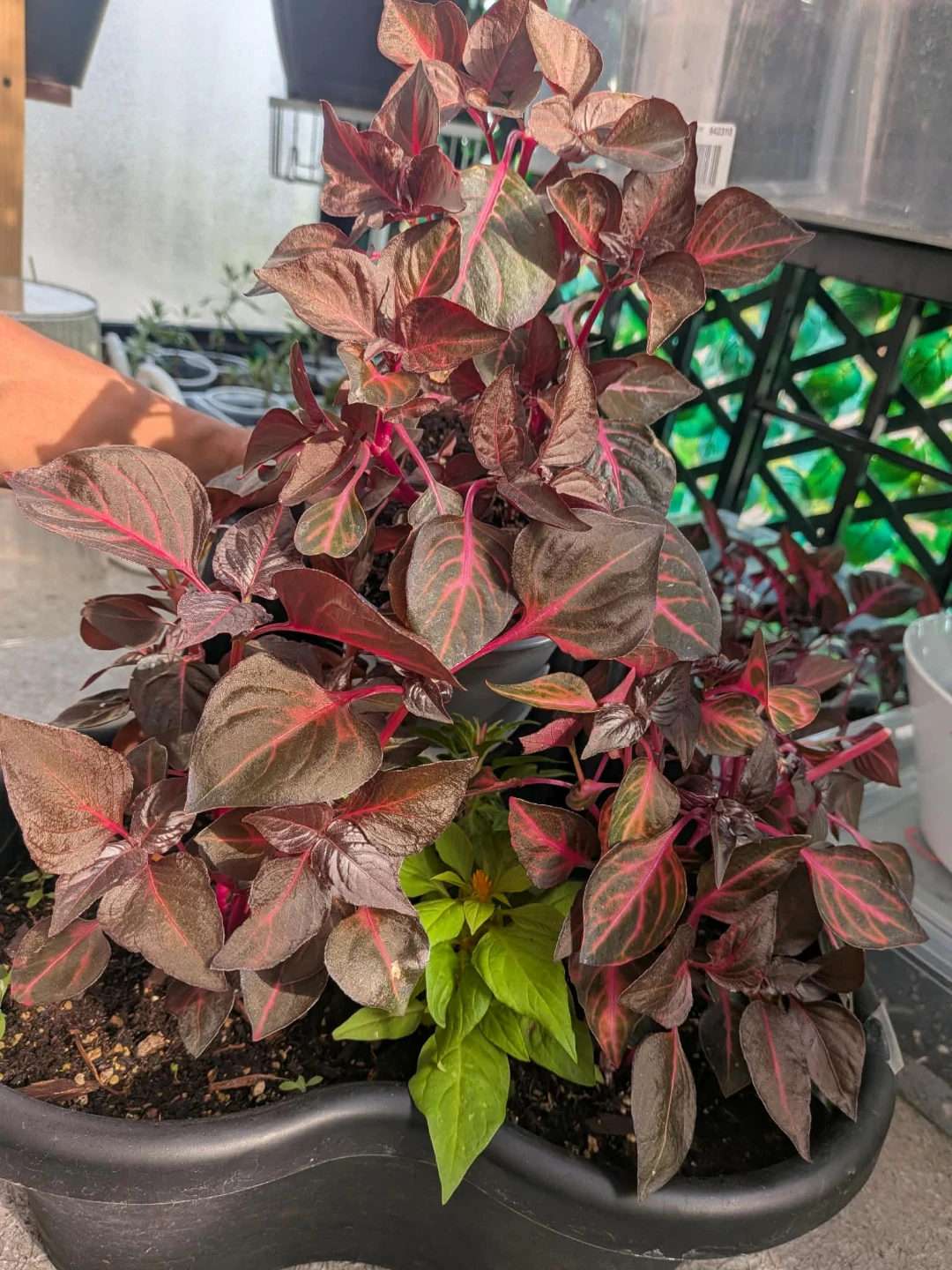Iresine Bloodleaf Plant in nursery cup