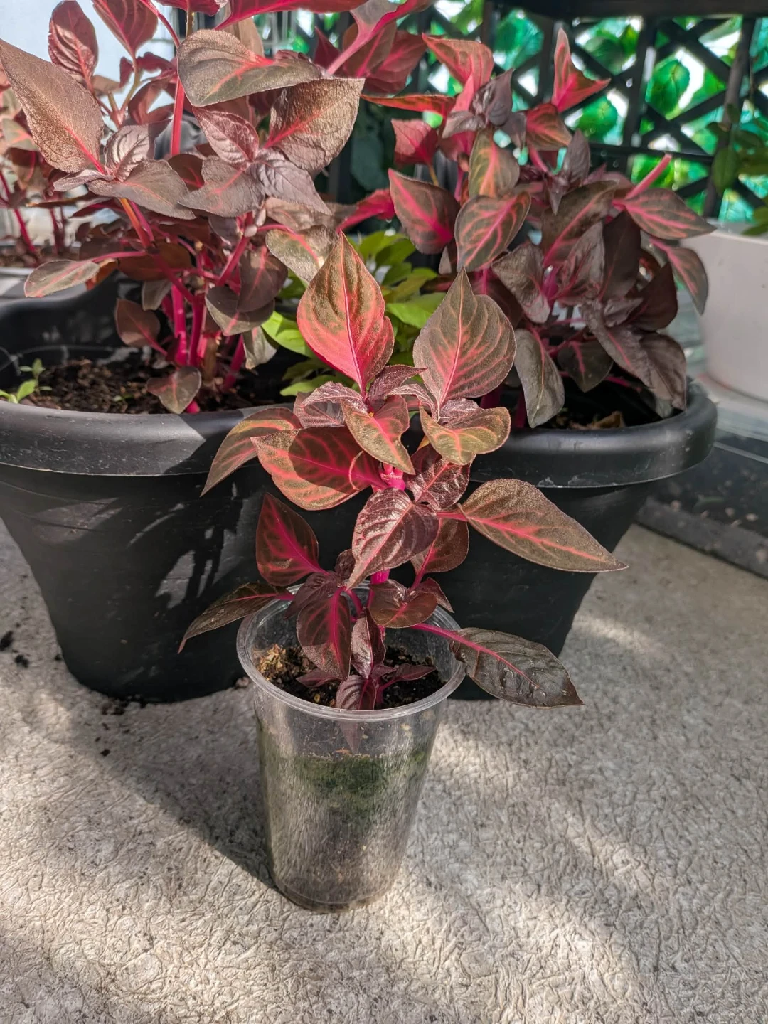 Iresine Bloodleaf Plant in nursery cup - photo 2