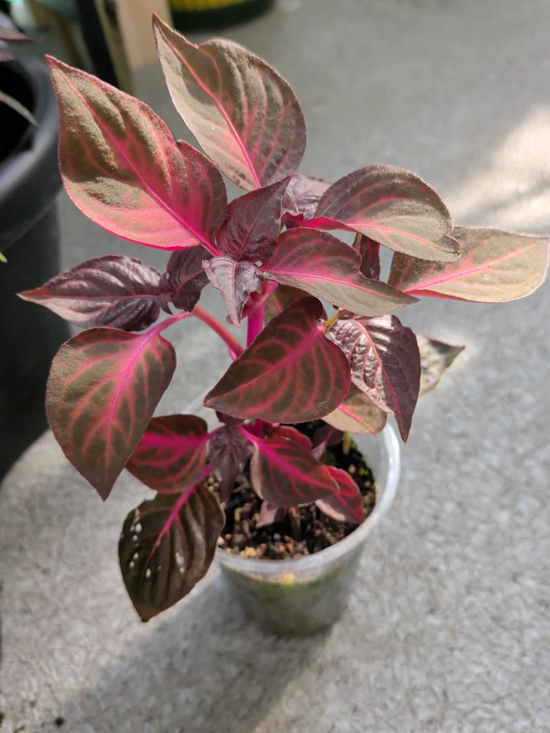 Iresine Bloodleaf Plant in nursery cup - photo 3