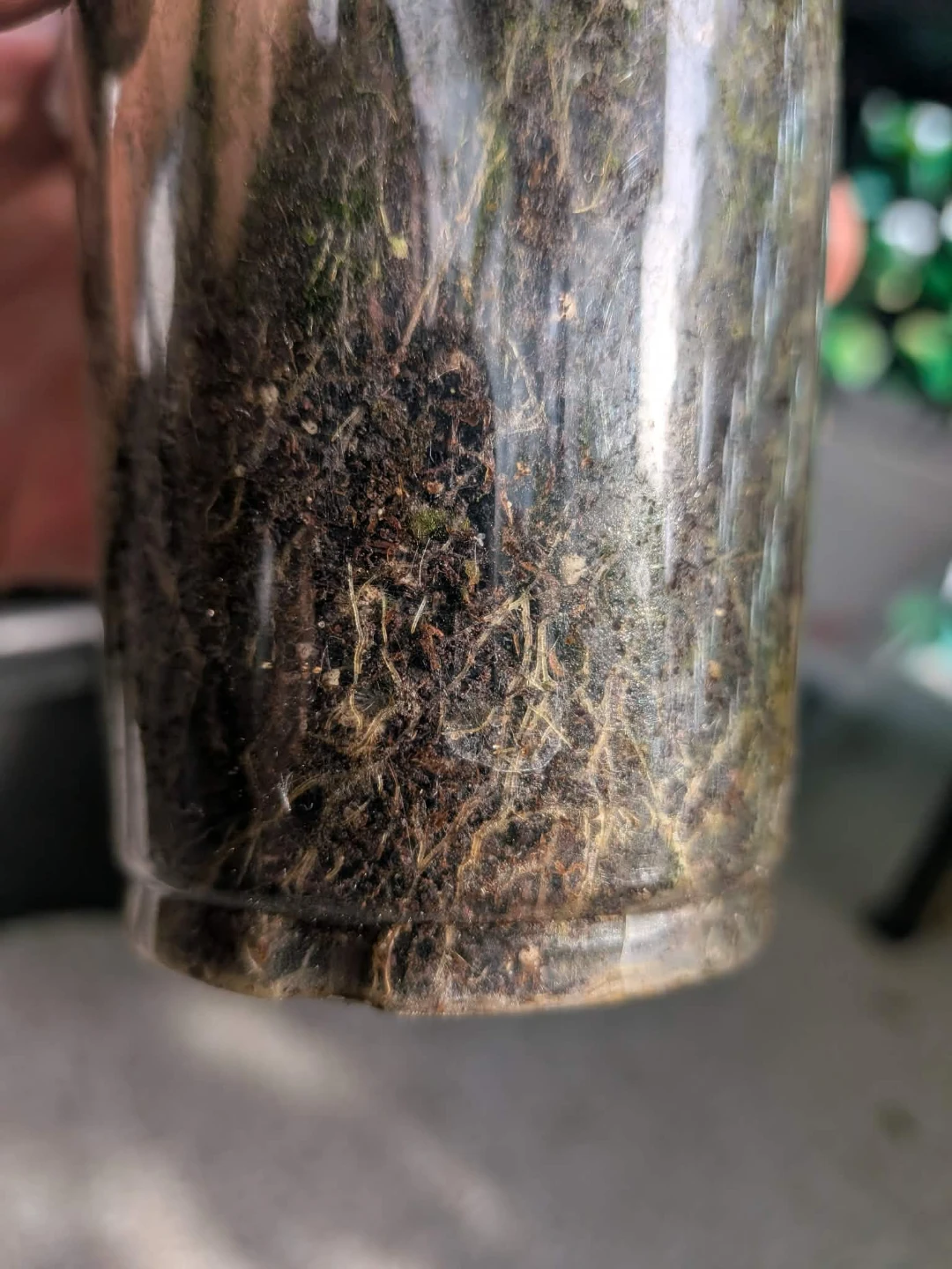 Iresine Bloodleaf Plant in nursery cup - photo 4