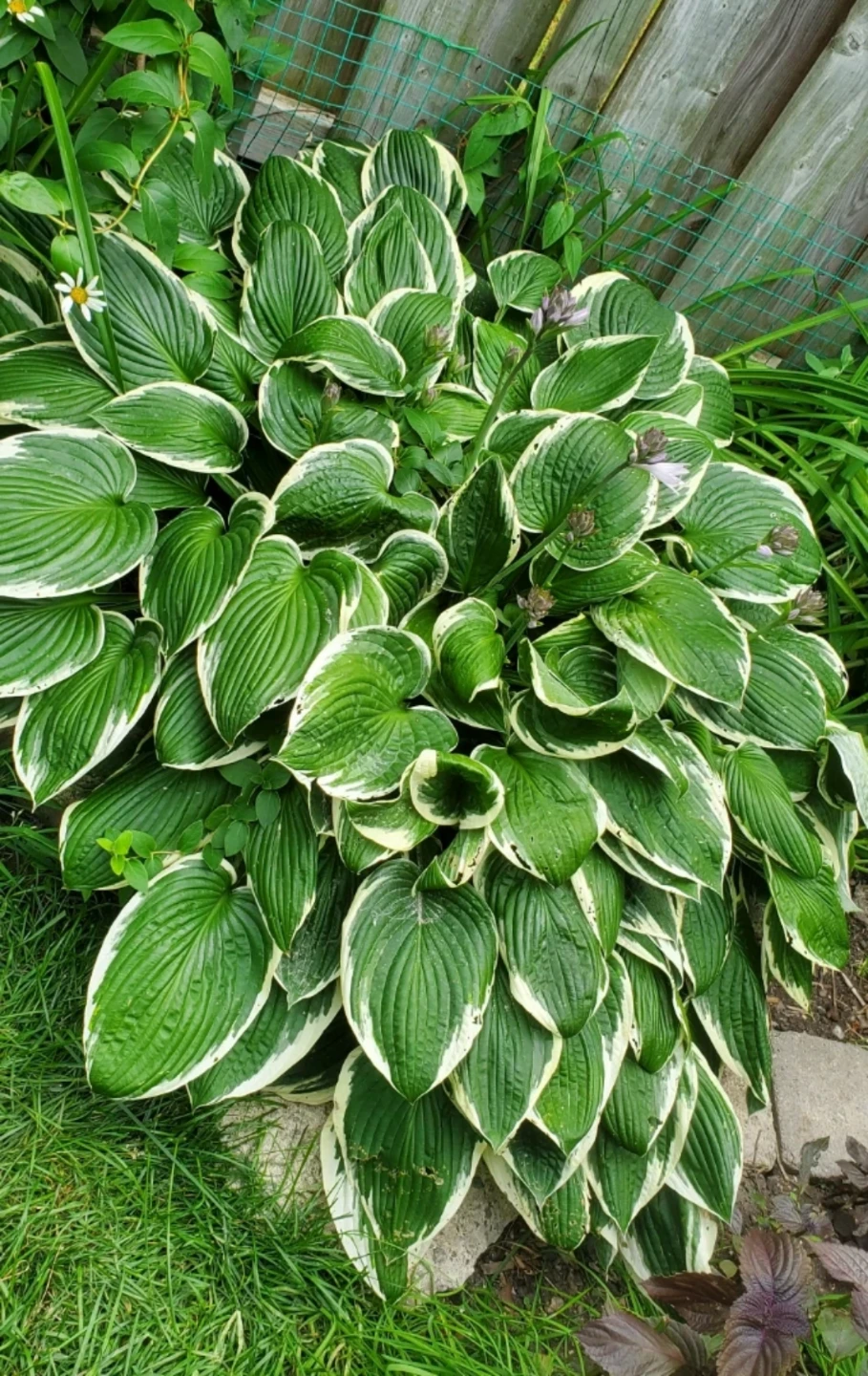 Hosta