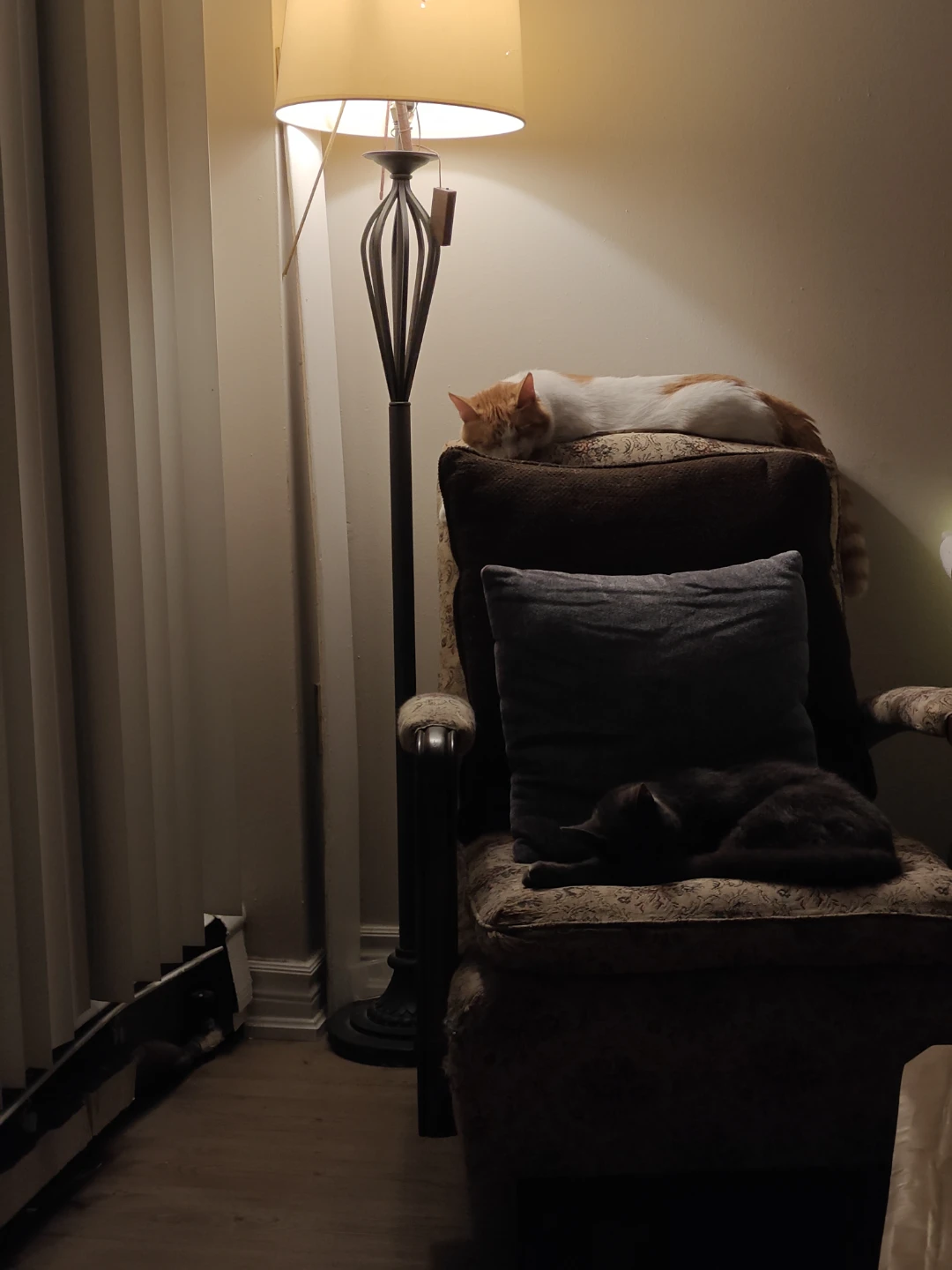 Free cat's need home ASAP - photo 4