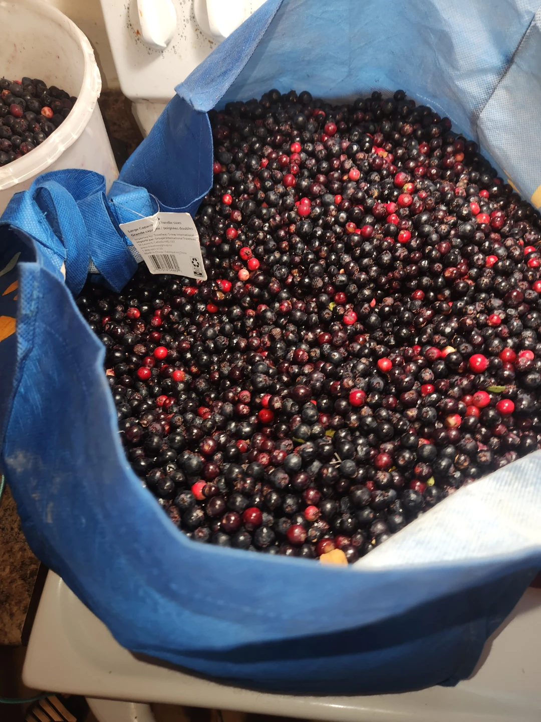 Fresh Saskatoon berries - photo 4