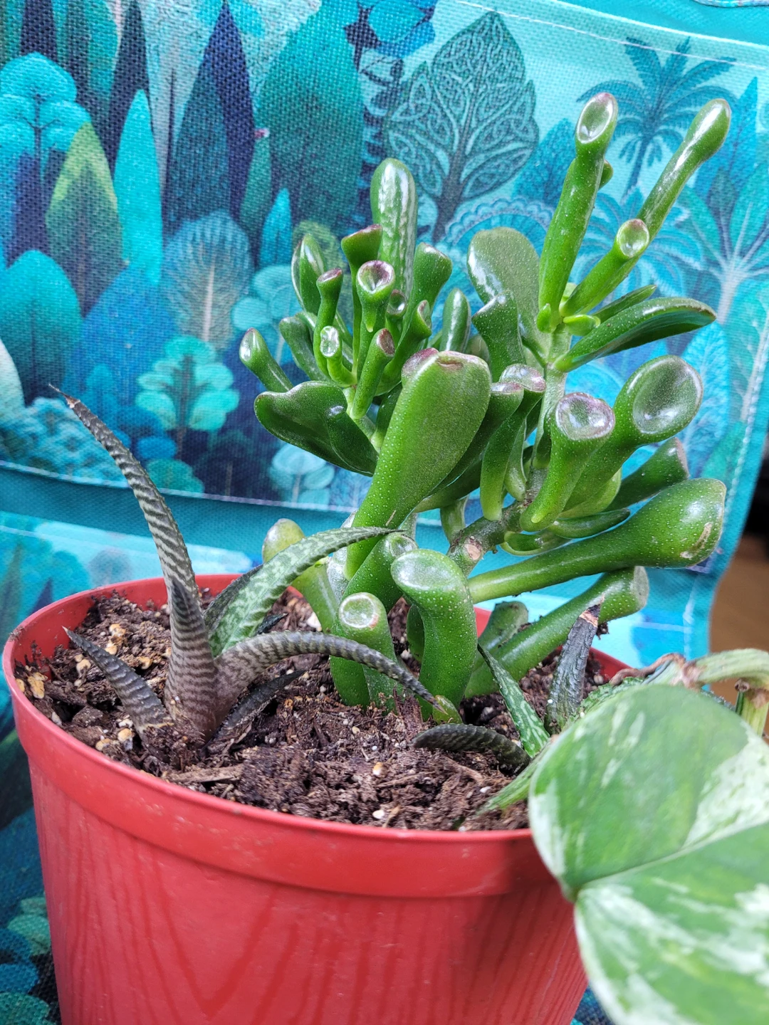 Succulent Plant - photo 2