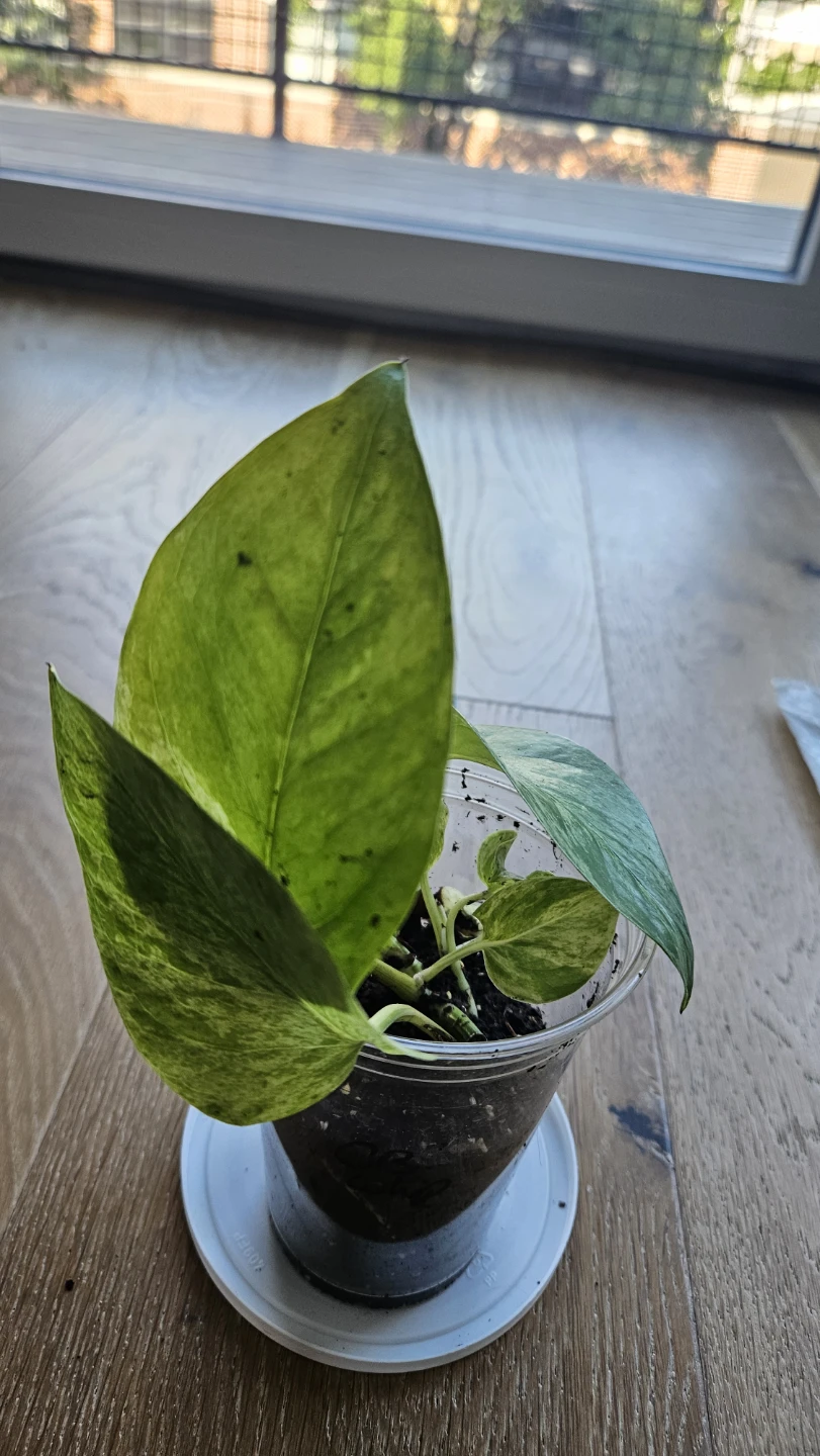 Pothos Snow Queen 3