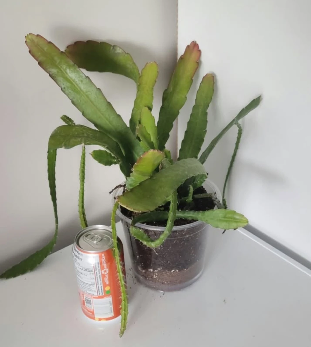Ripsalis Epiphyllum Cactus Plant