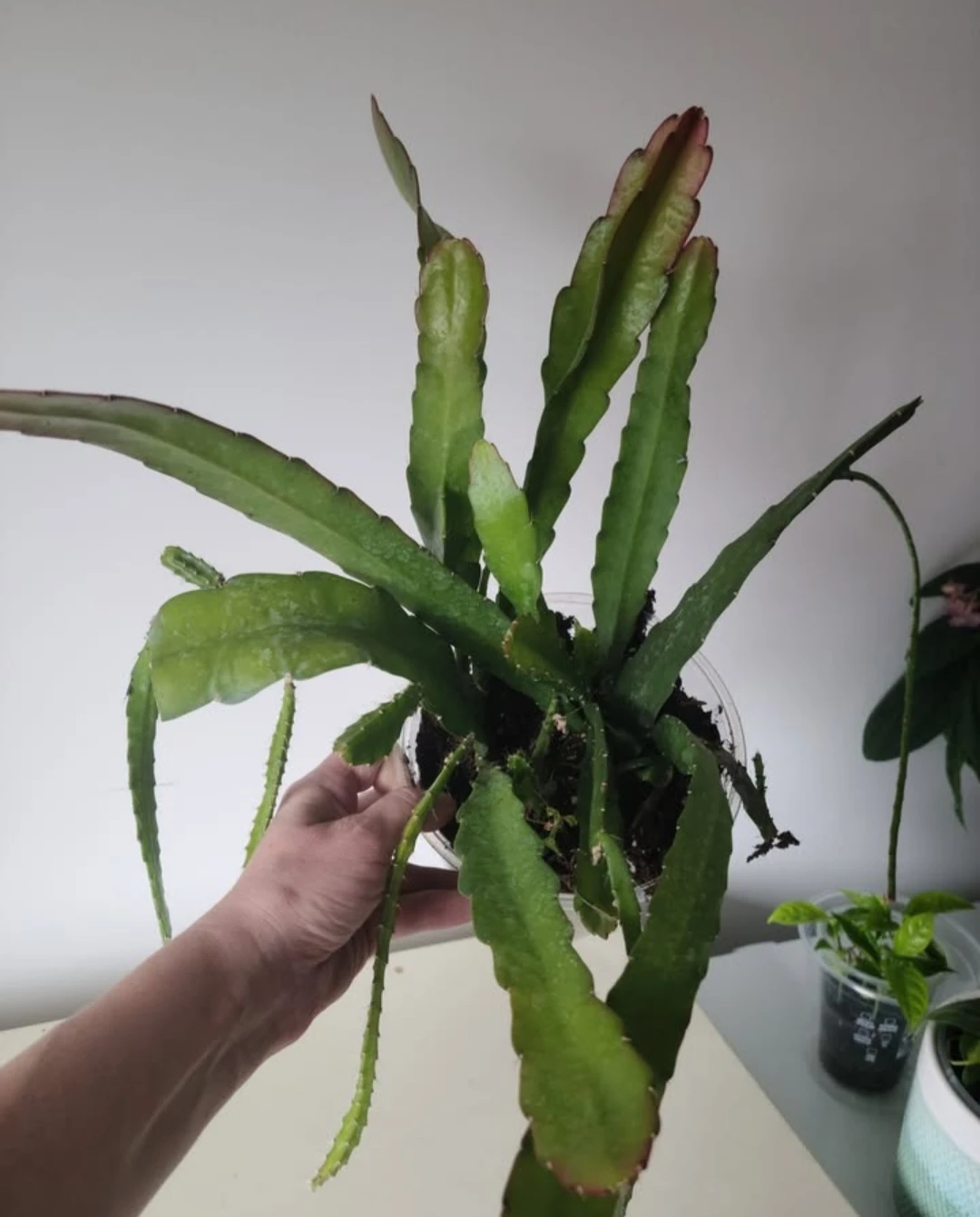 Ripsalis Epiphyllum Cactus Plant - photo 2