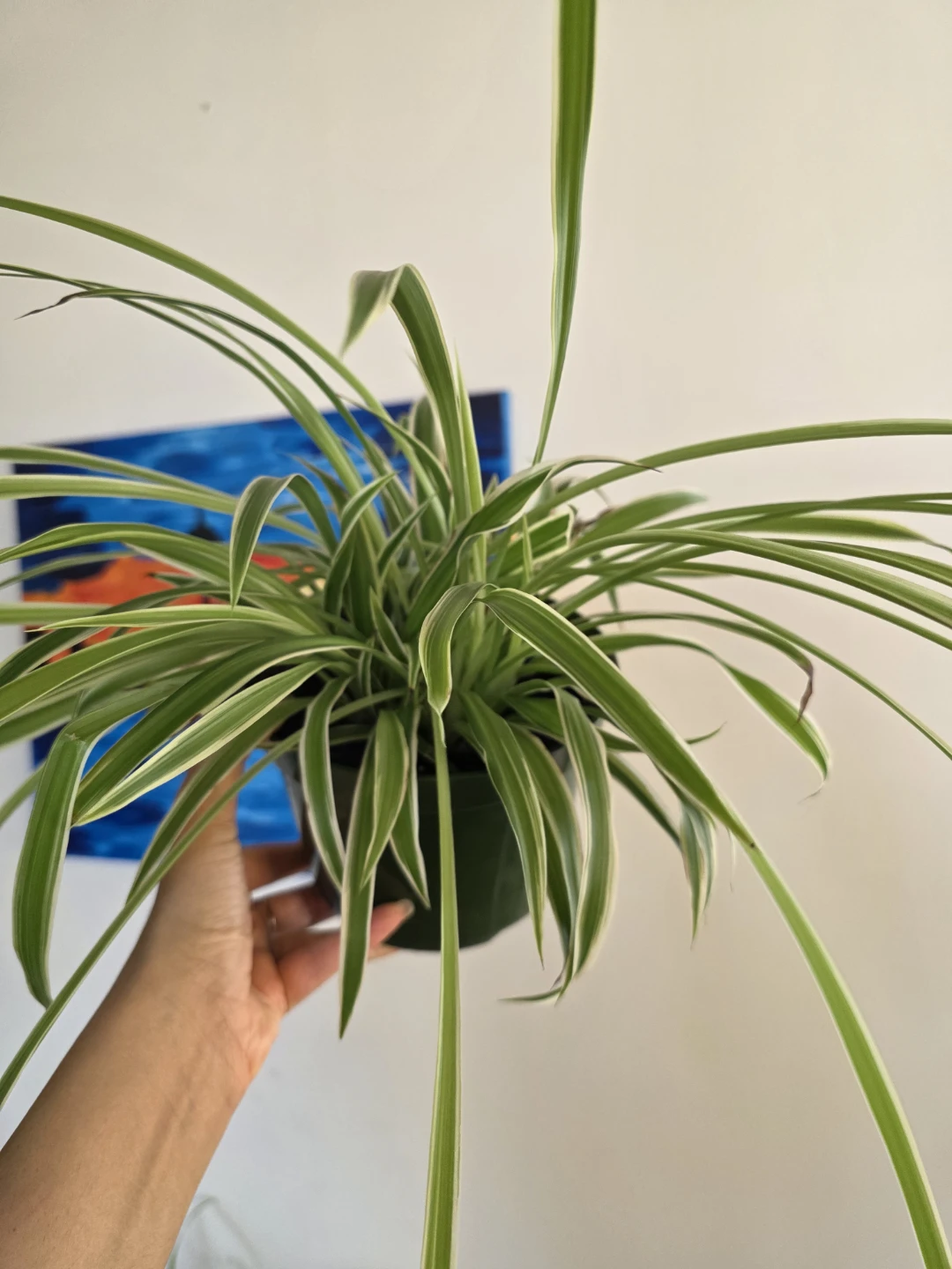 Large Spider Plant in a Large Nursery Pot