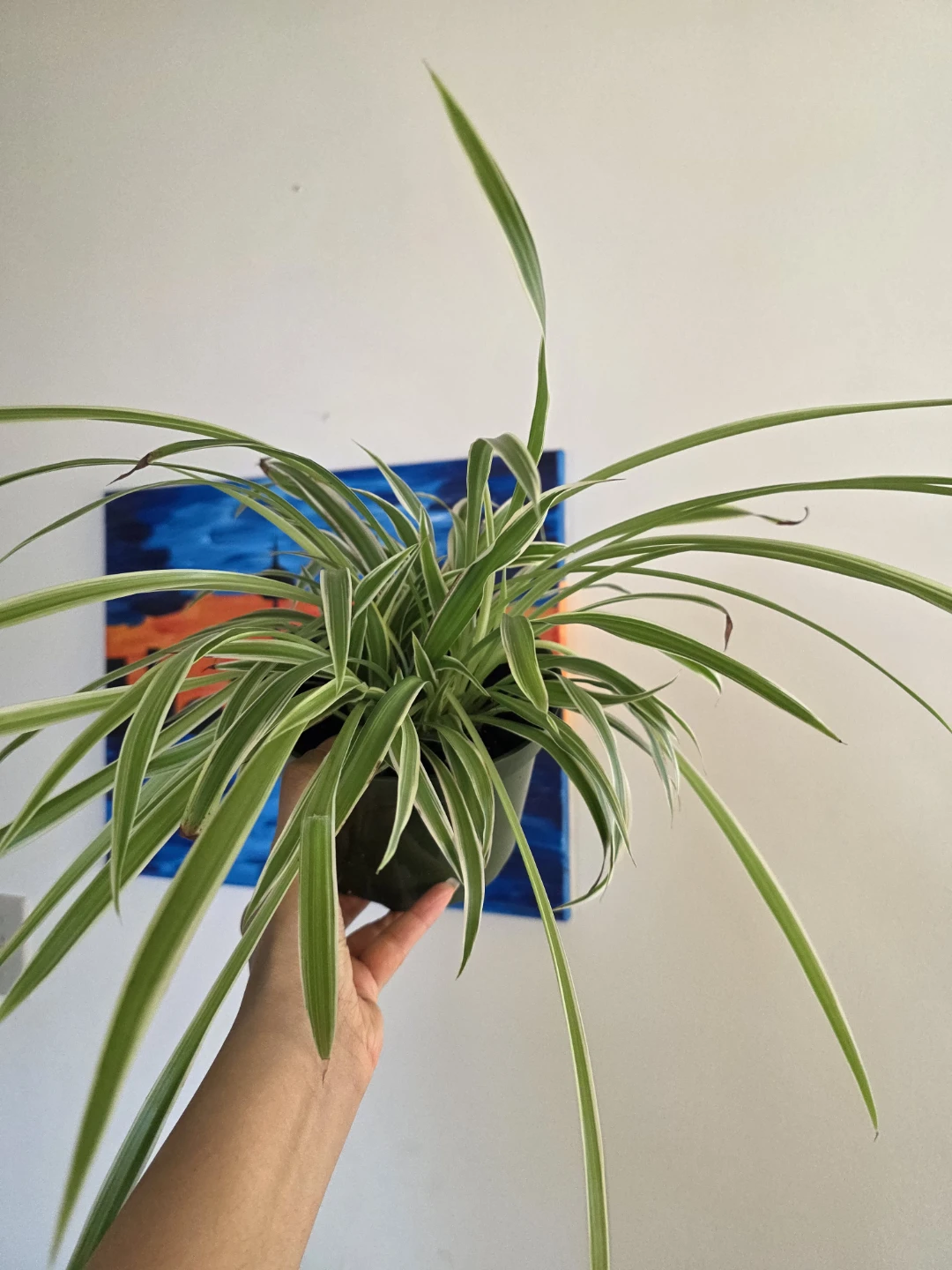 Large Spider Plant in a Large Nursery Pot - photo 2