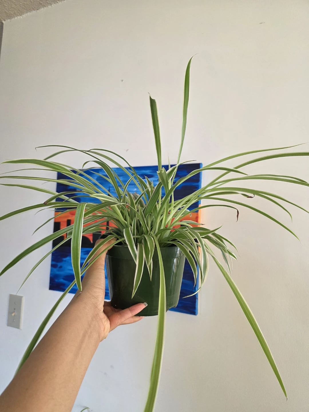 Large Spider Plant in a Large Nursery Pot - photo 3