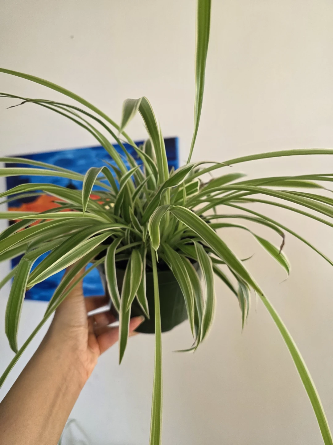 Large Spider Plant in a Large Nursery Pot - photo 4