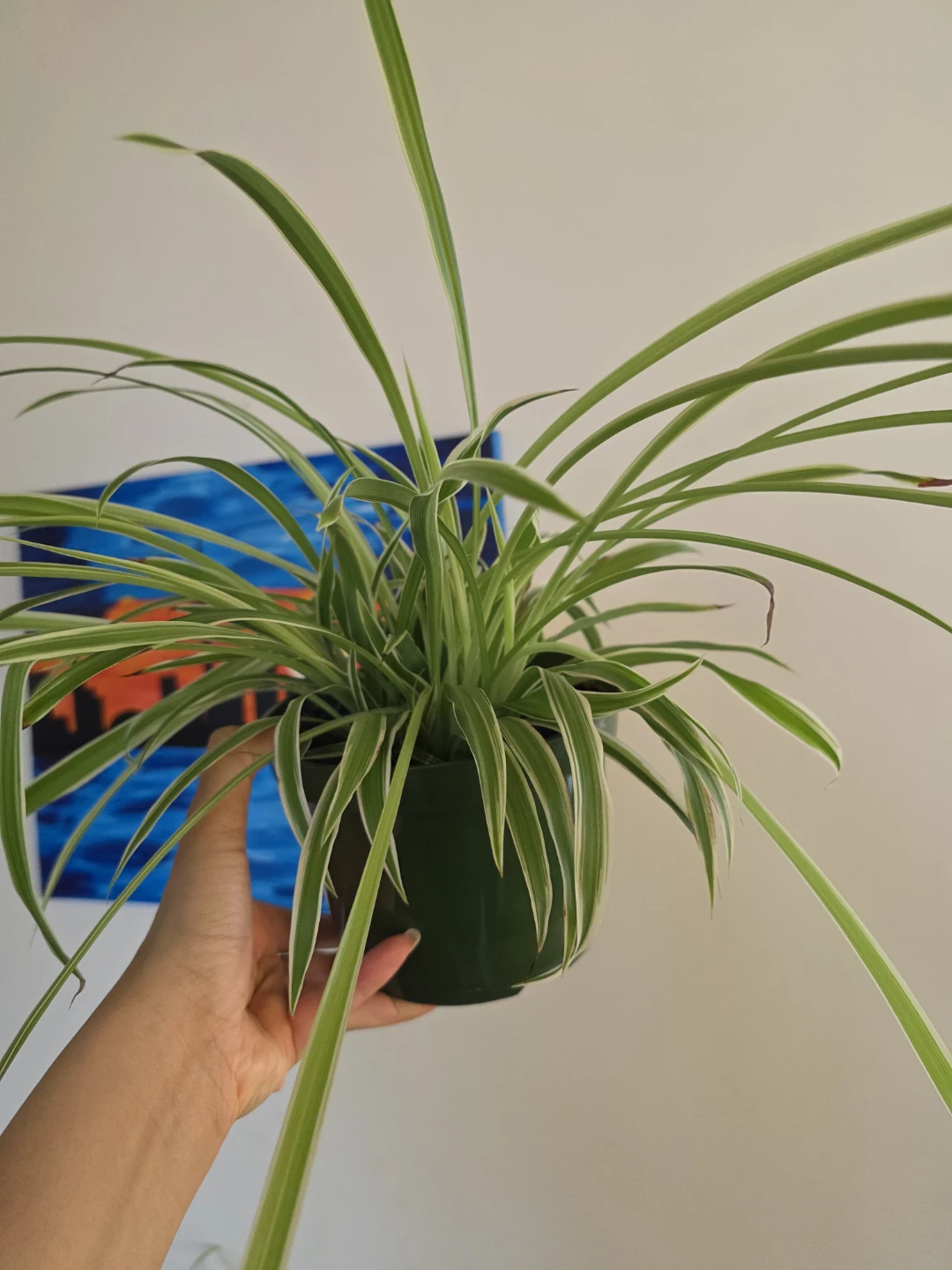Large Spider Plant in a Large Nursery Pot - photo 5