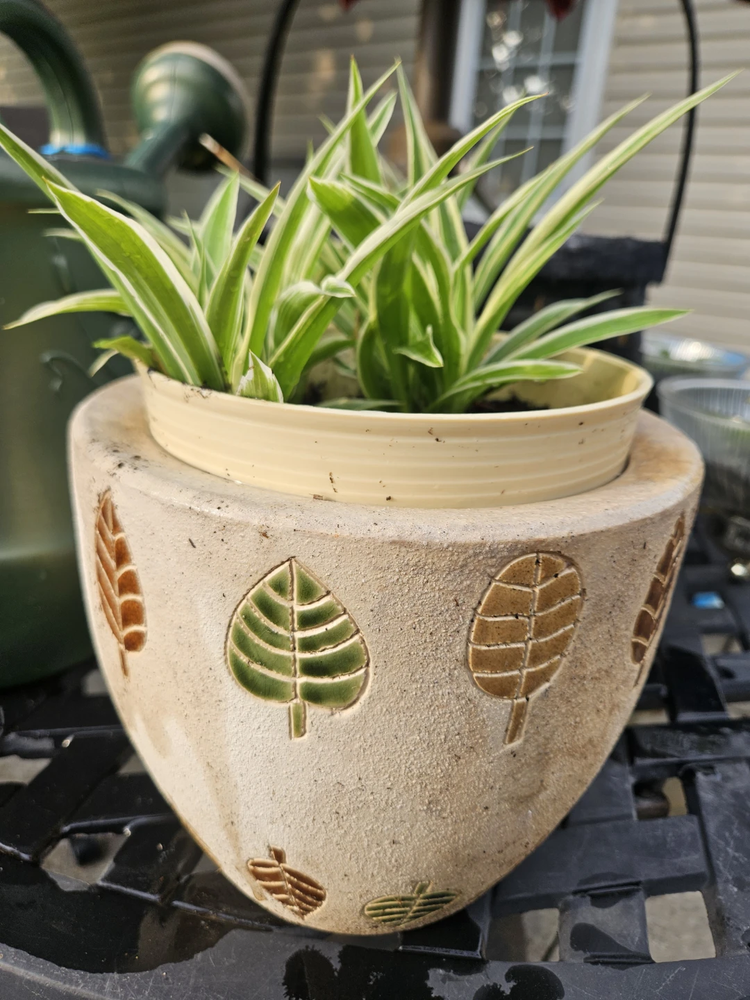 Spider Plant in Decorative Pot