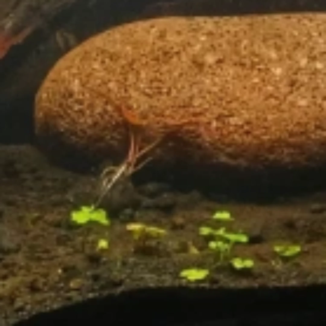 Aquatic Plant - Tiger lotus (NO BULB) - photo 2