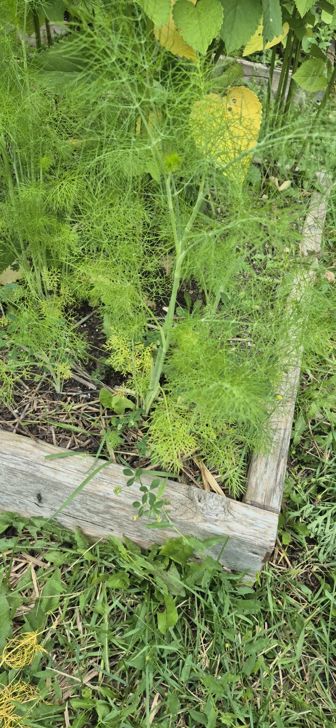 Free fennel