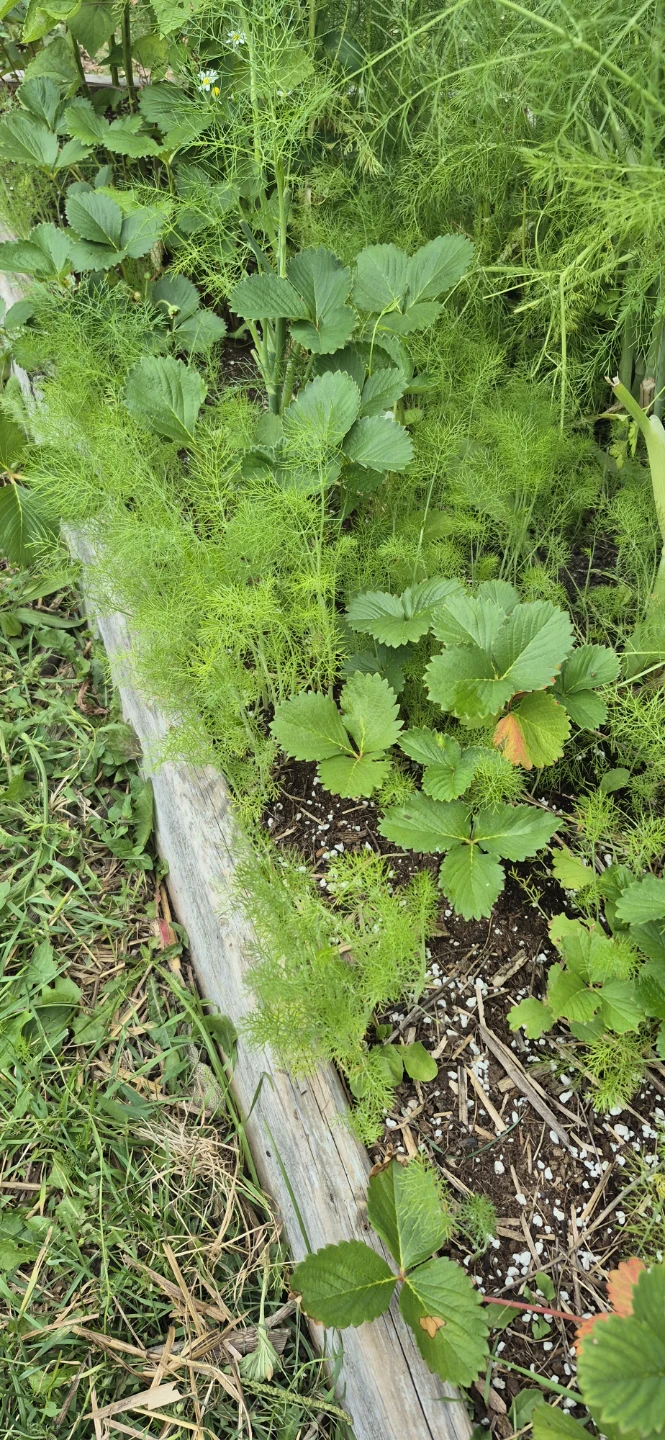 Free fennel - photo 2