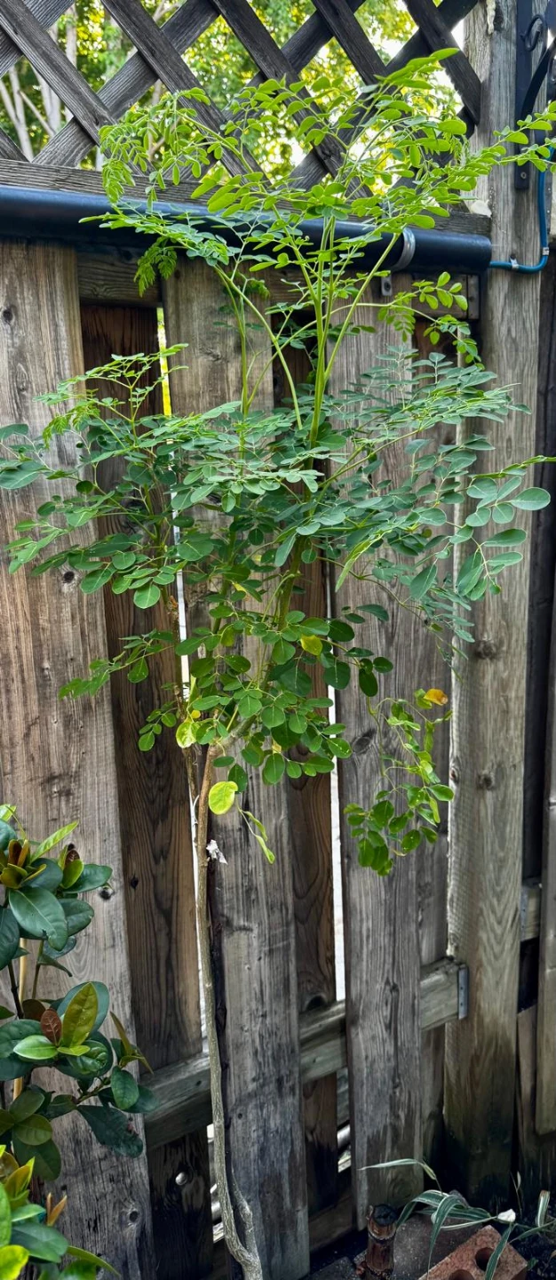 Assorted young plants including fig and moringa