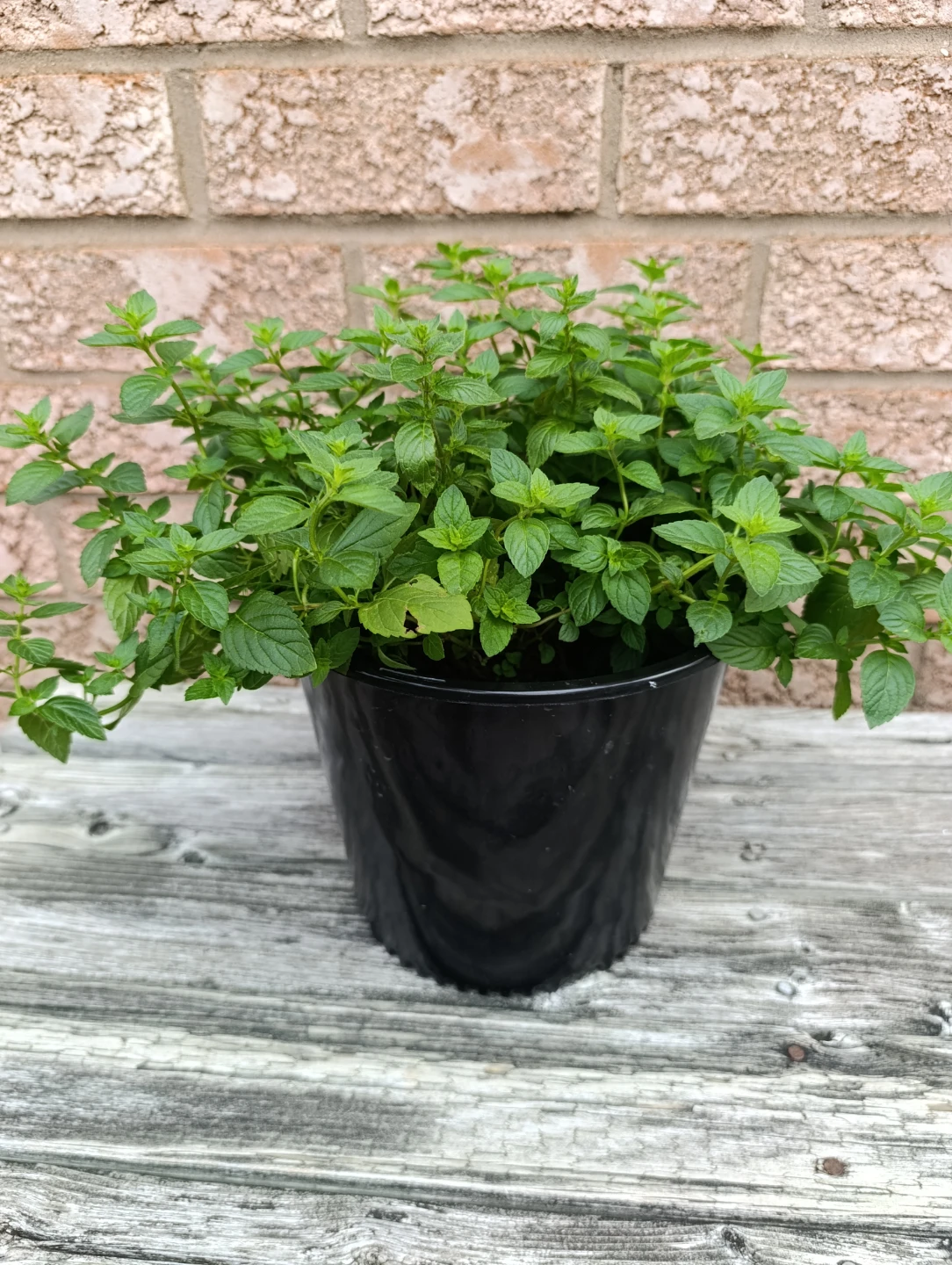 Mint Plant in Black Pot - photo 2