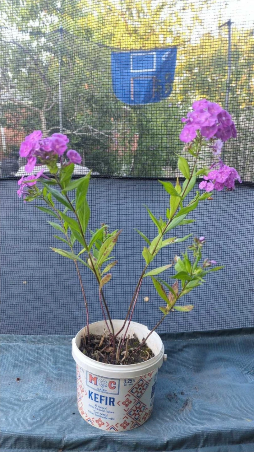 Phlox perennial plant in pot