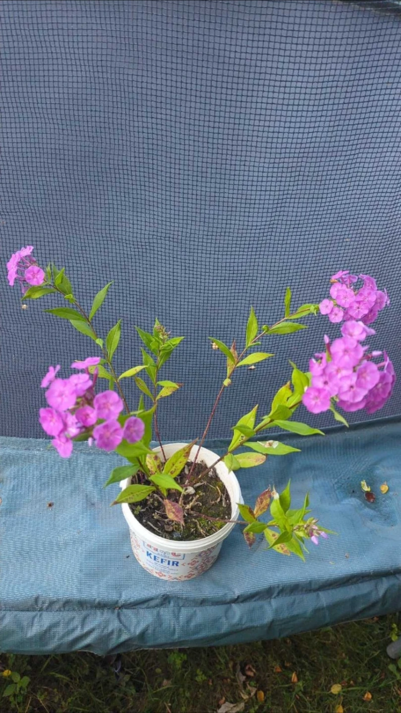 Phlox perennial plant in pot - photo 2