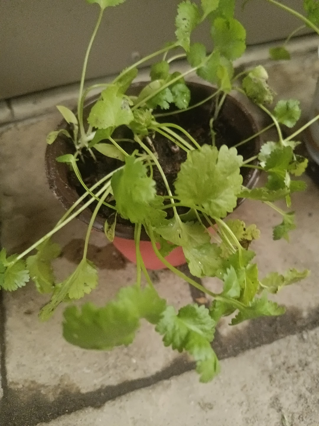 Fresh Cilantro Plant in Pot - photo 2