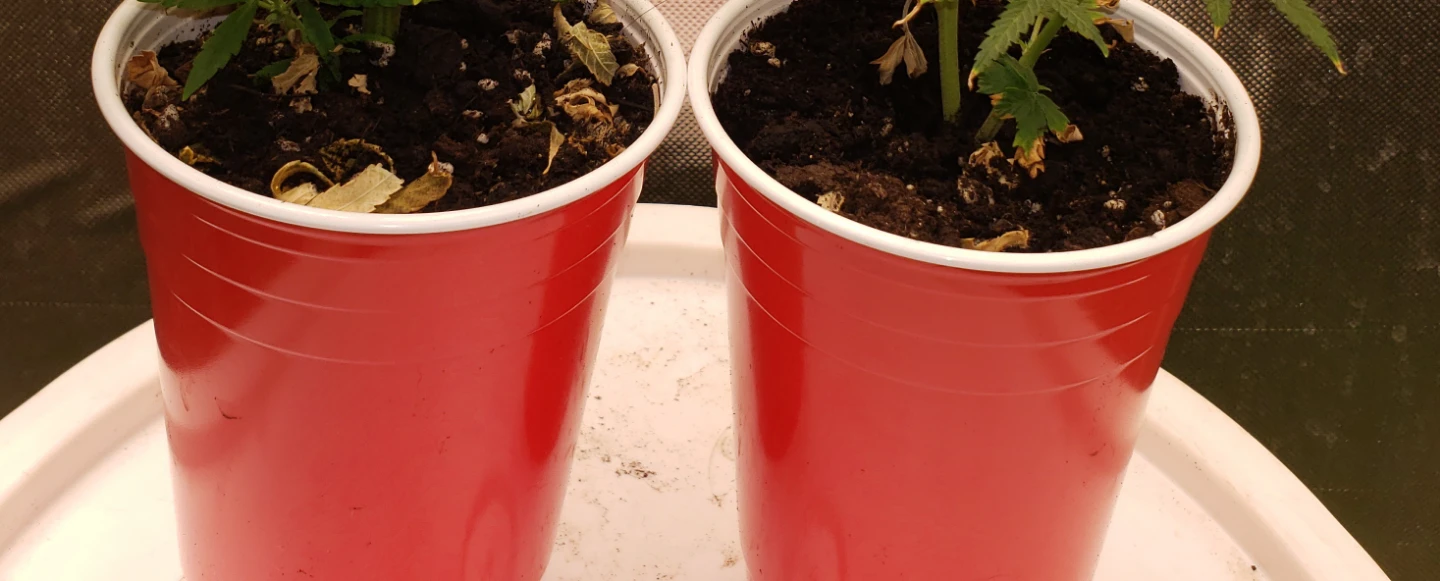 4 plant clones
