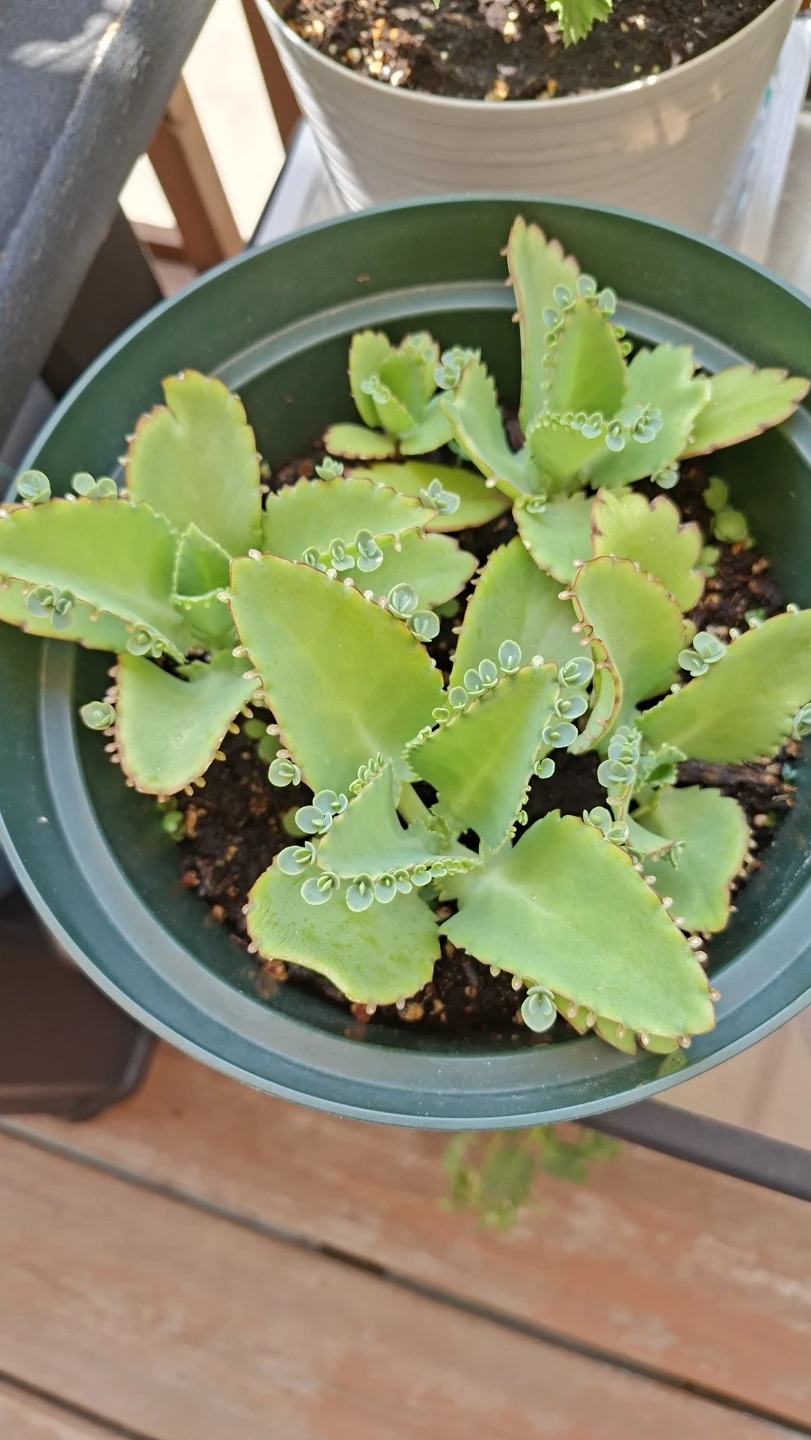 Mother of Thousands Plant