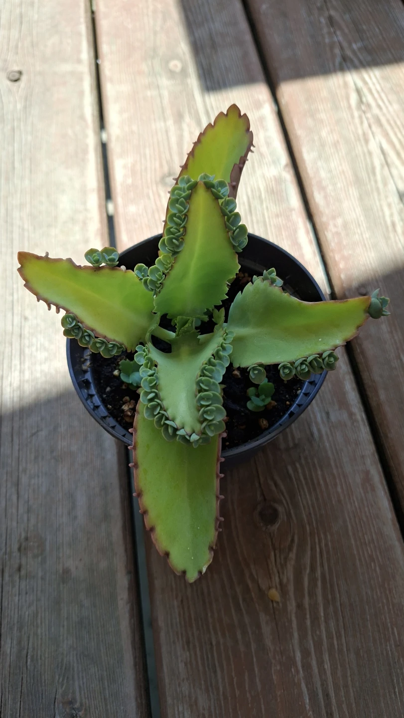 Mother of Thousands Plant - photo 2