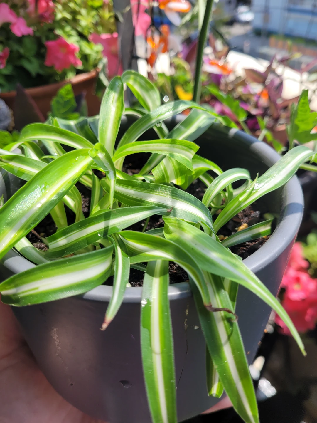 Spider Plant in Pot