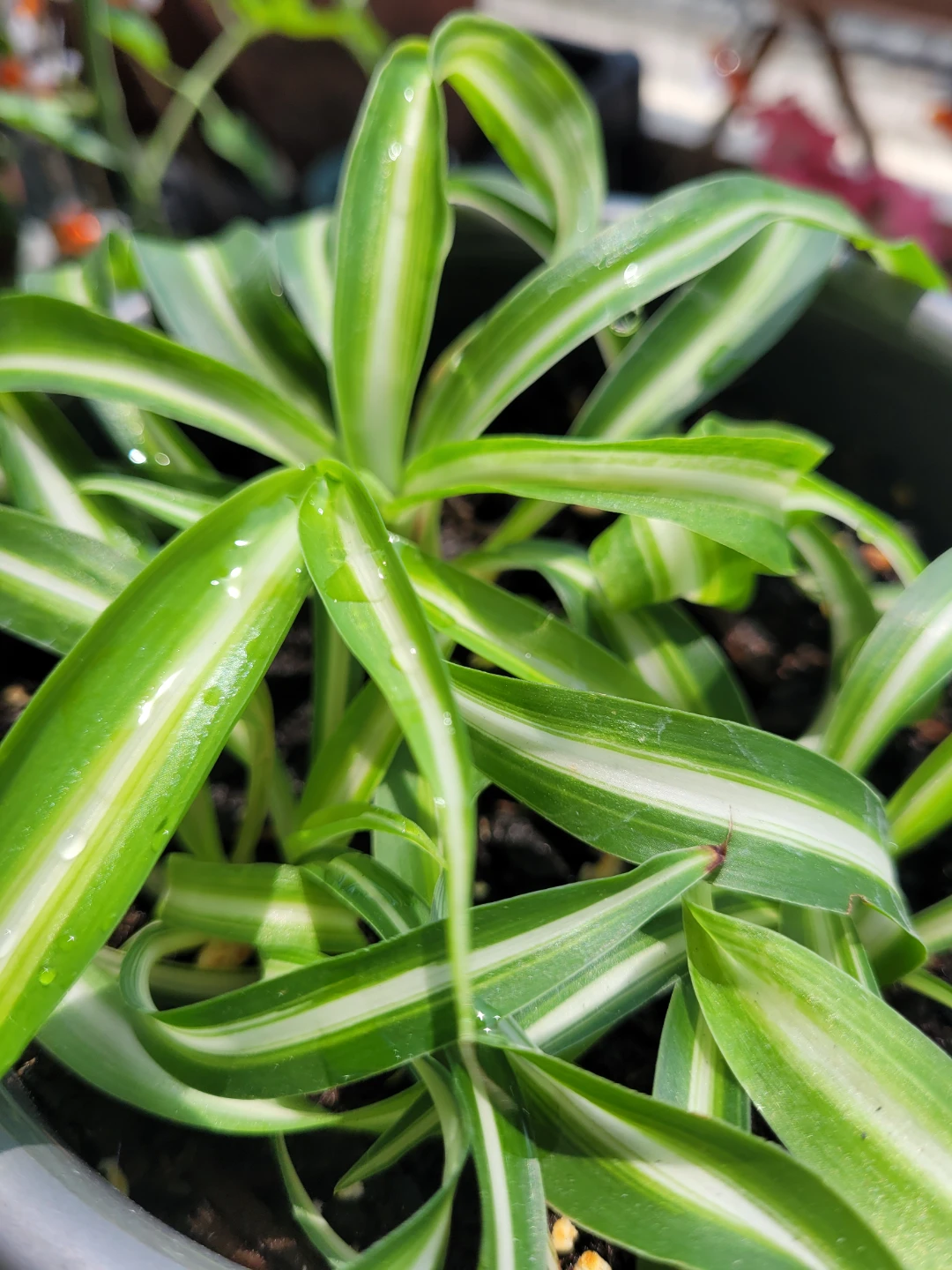 Spider Plant in Pot - photo 2