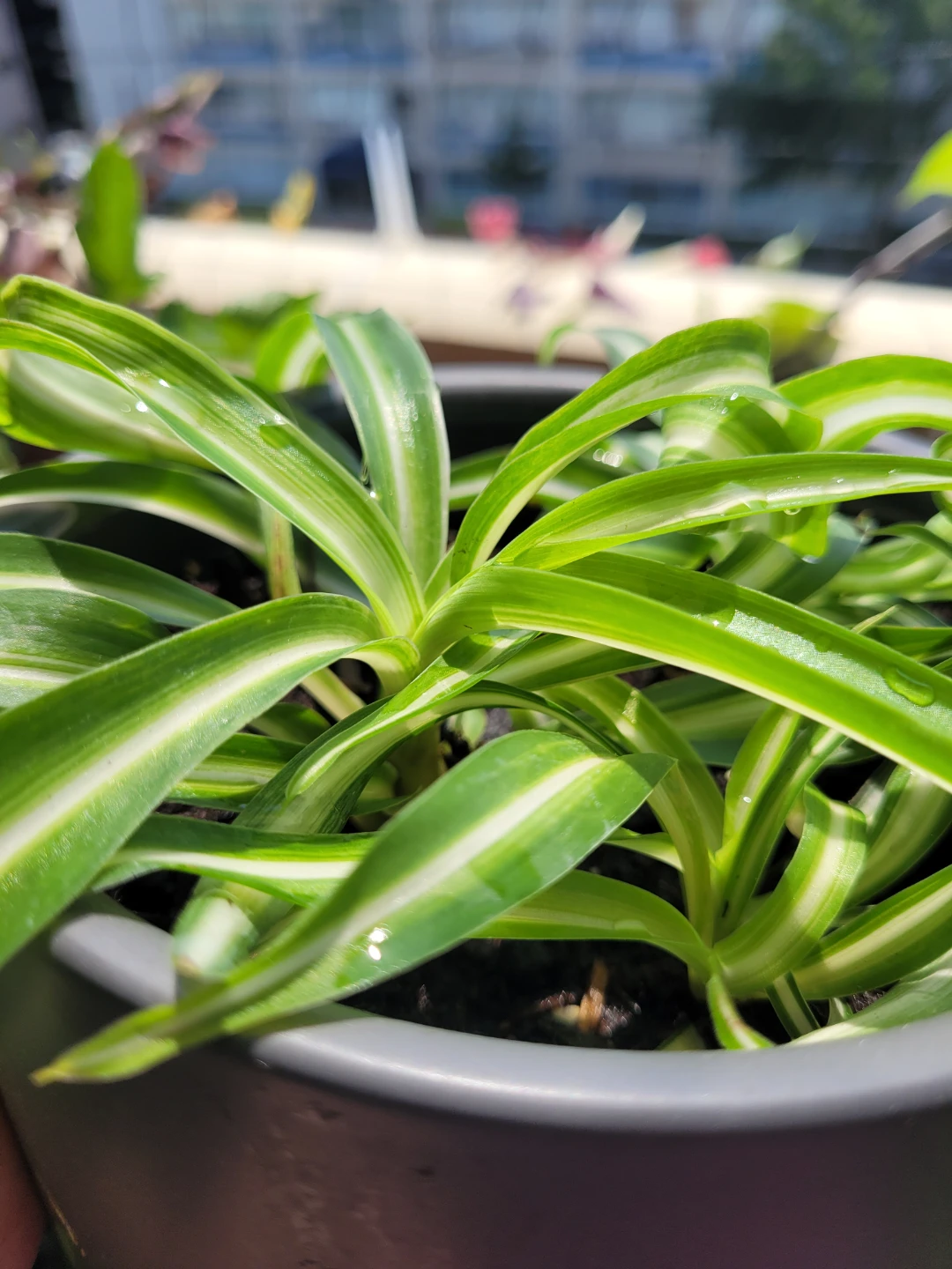 Spider Plant in Pot - photo 4