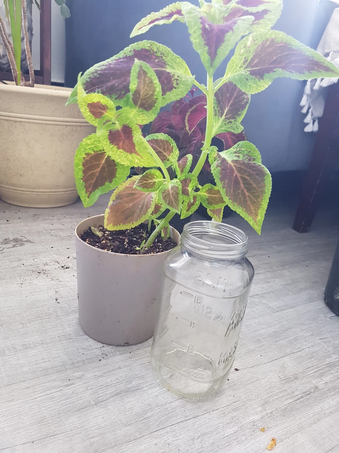 Potted Coleus Plant - photo 5