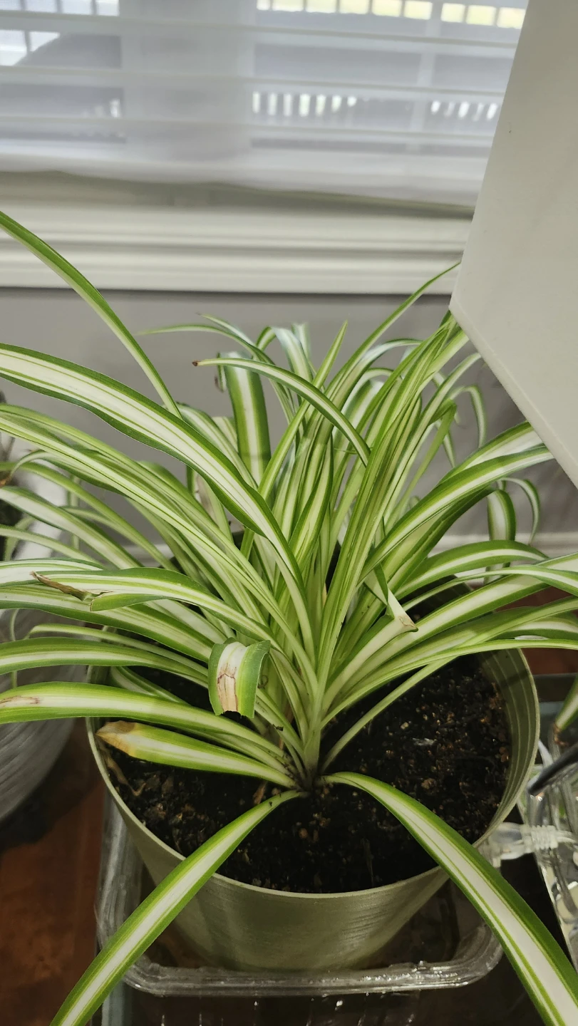 Spider Plant - photo 2