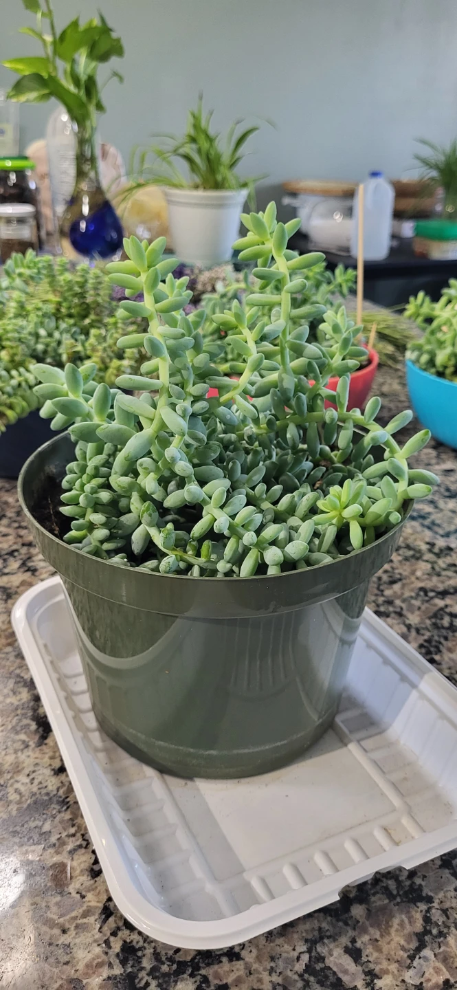 Burro's Tails succulent