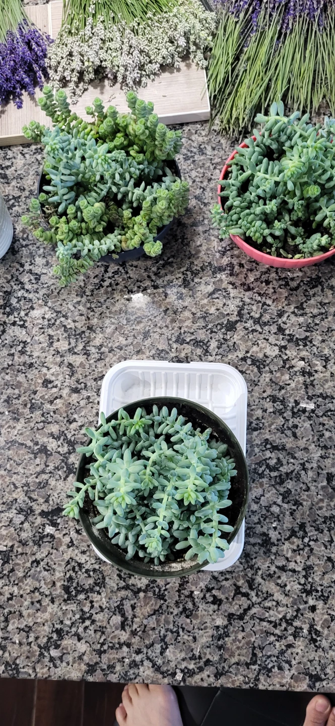 Burro's Tails succulent - photo 3