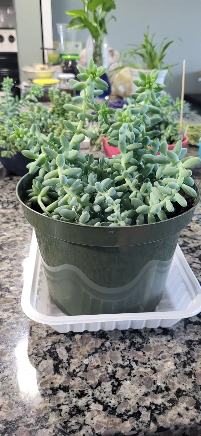 Burro's Tails succulent - photo 4