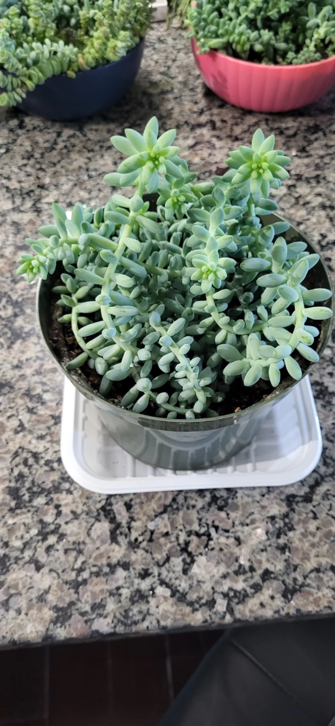 Burro's Tails succulent - photo 5