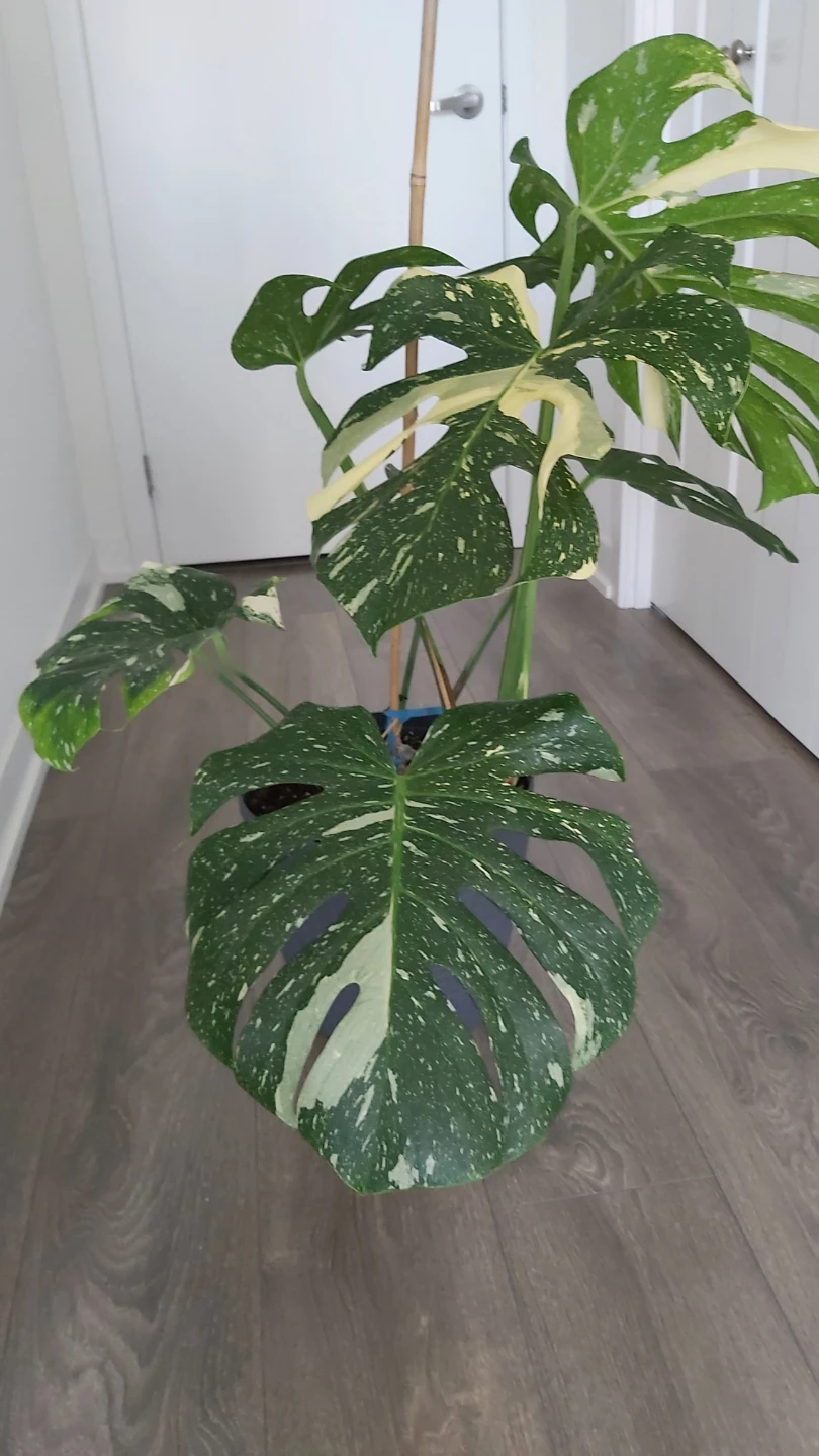 Variegated Monstera Plant
