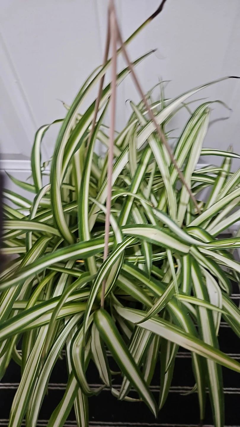 Spider Plant  10" hanging basket