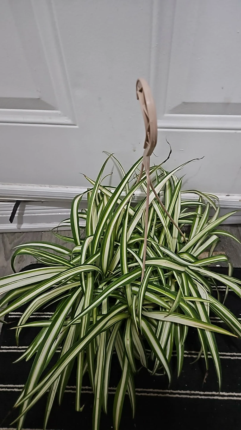 Spider Plant  10" hanging basket - photo 2