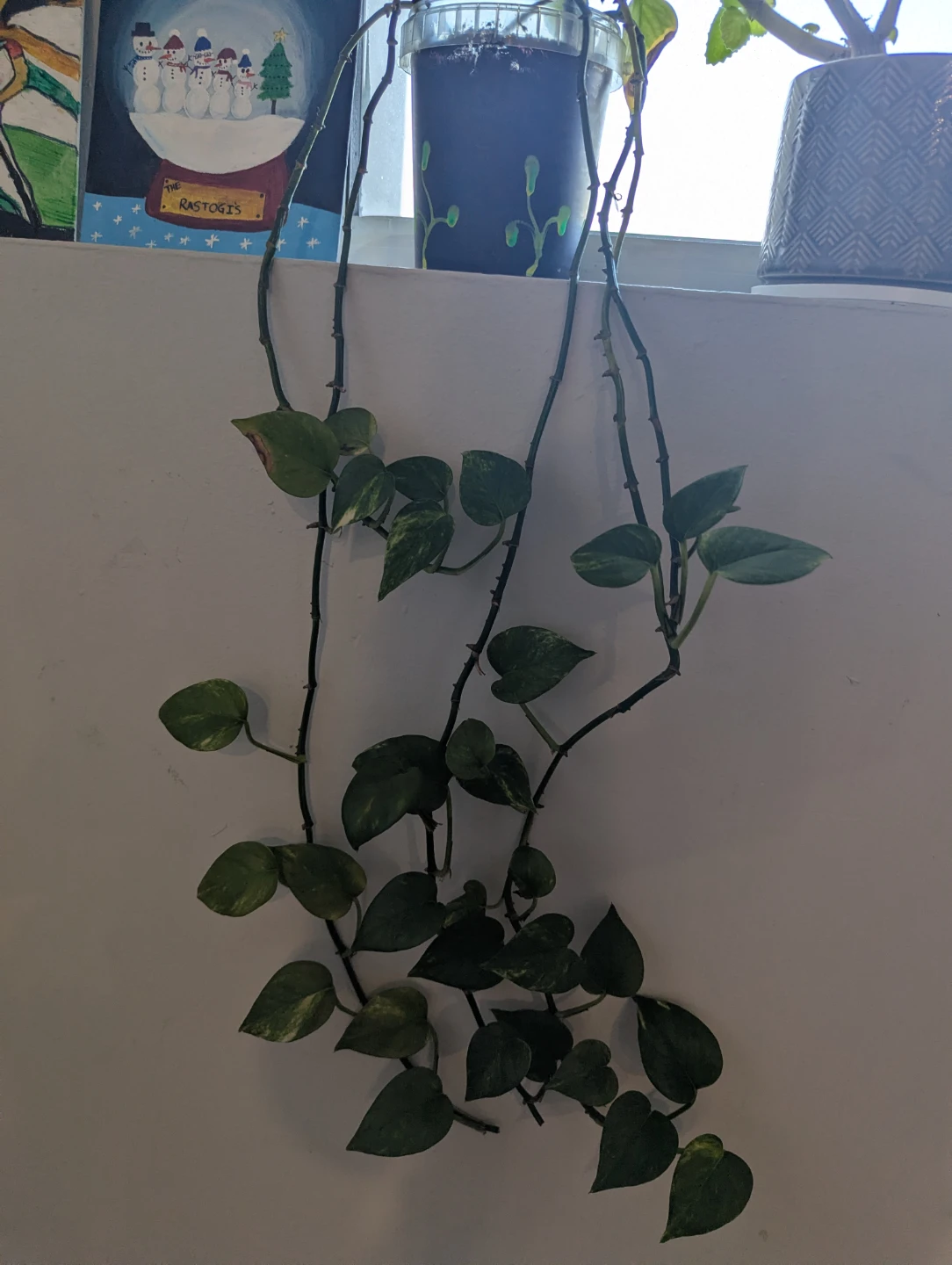 Pothos plant