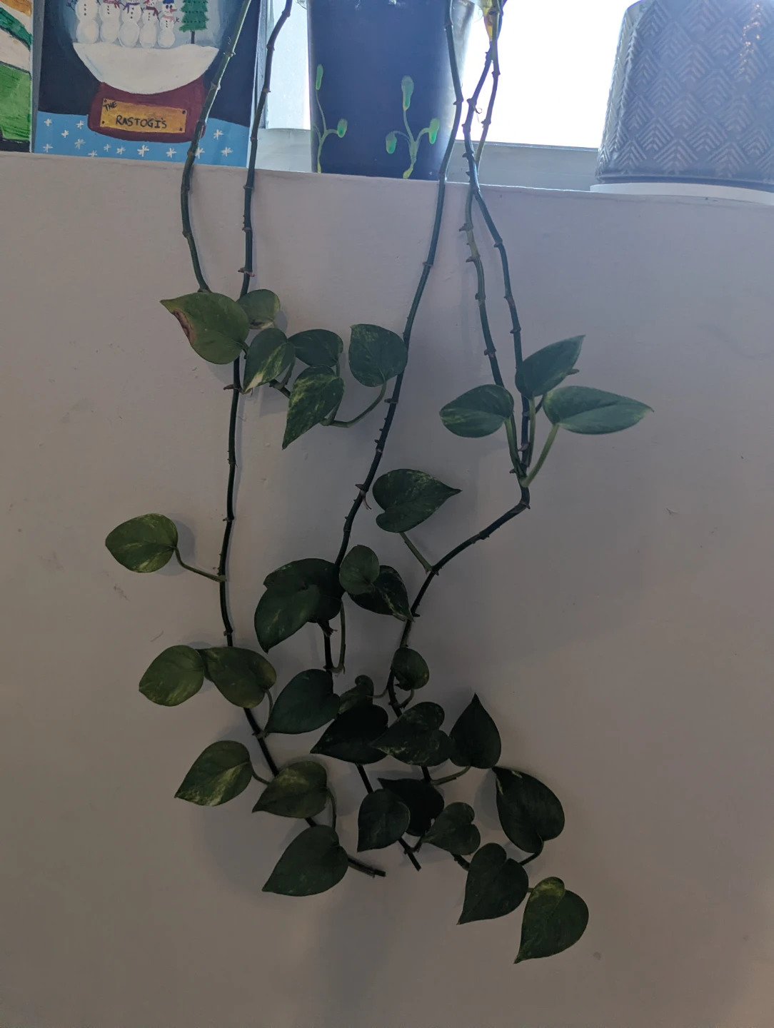 Pothos plant - photo 2