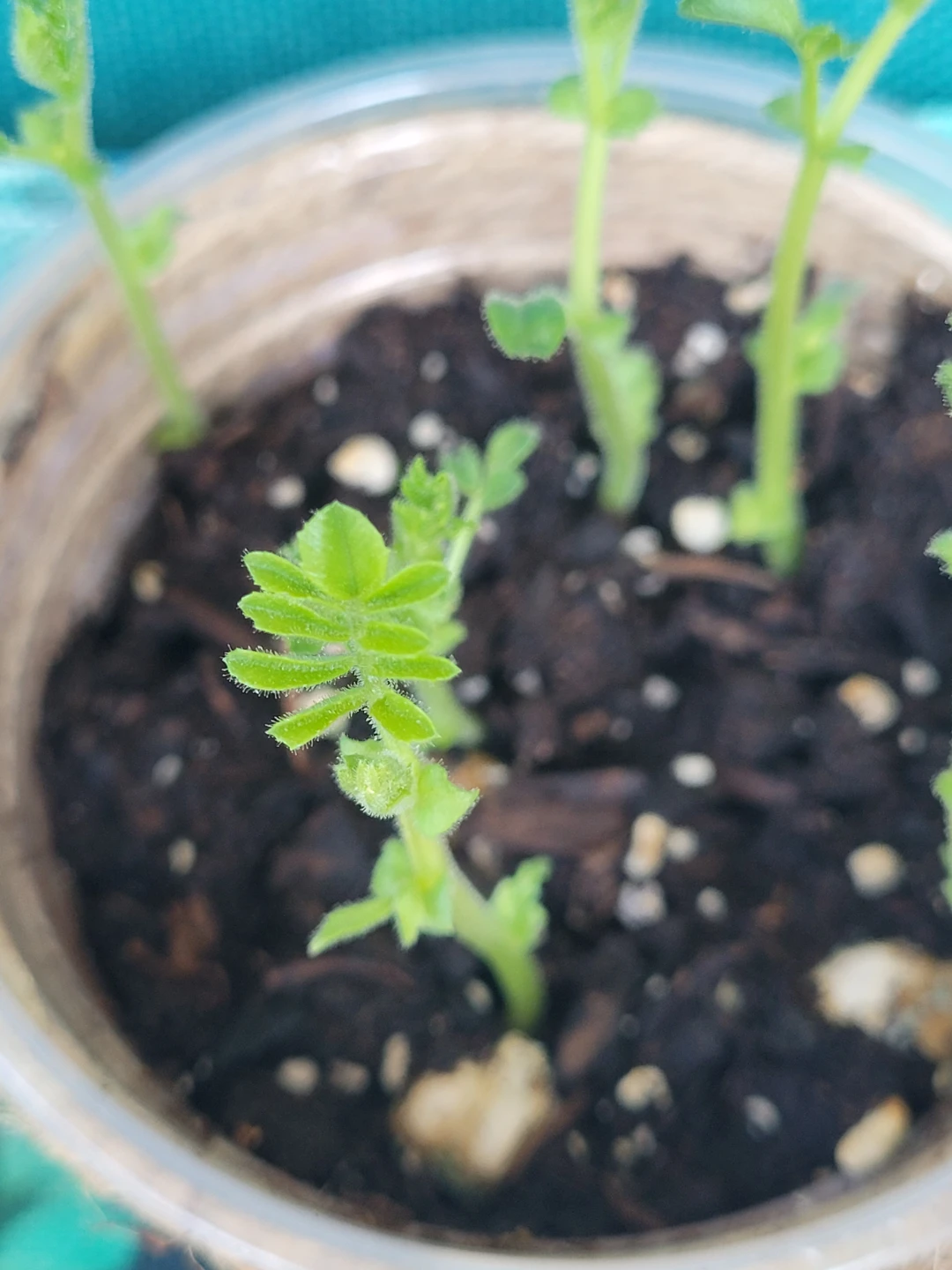 Chickpea Sprouts in Pot - photo 2