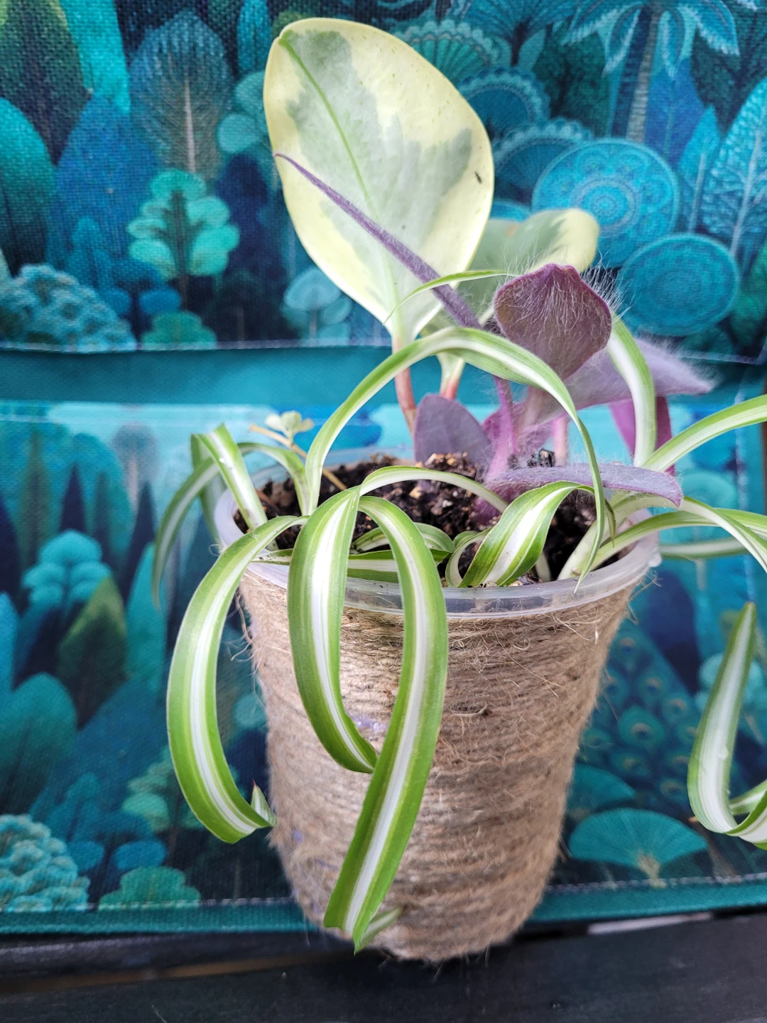 Spider Plant and Tradescantia Zebrina Plant