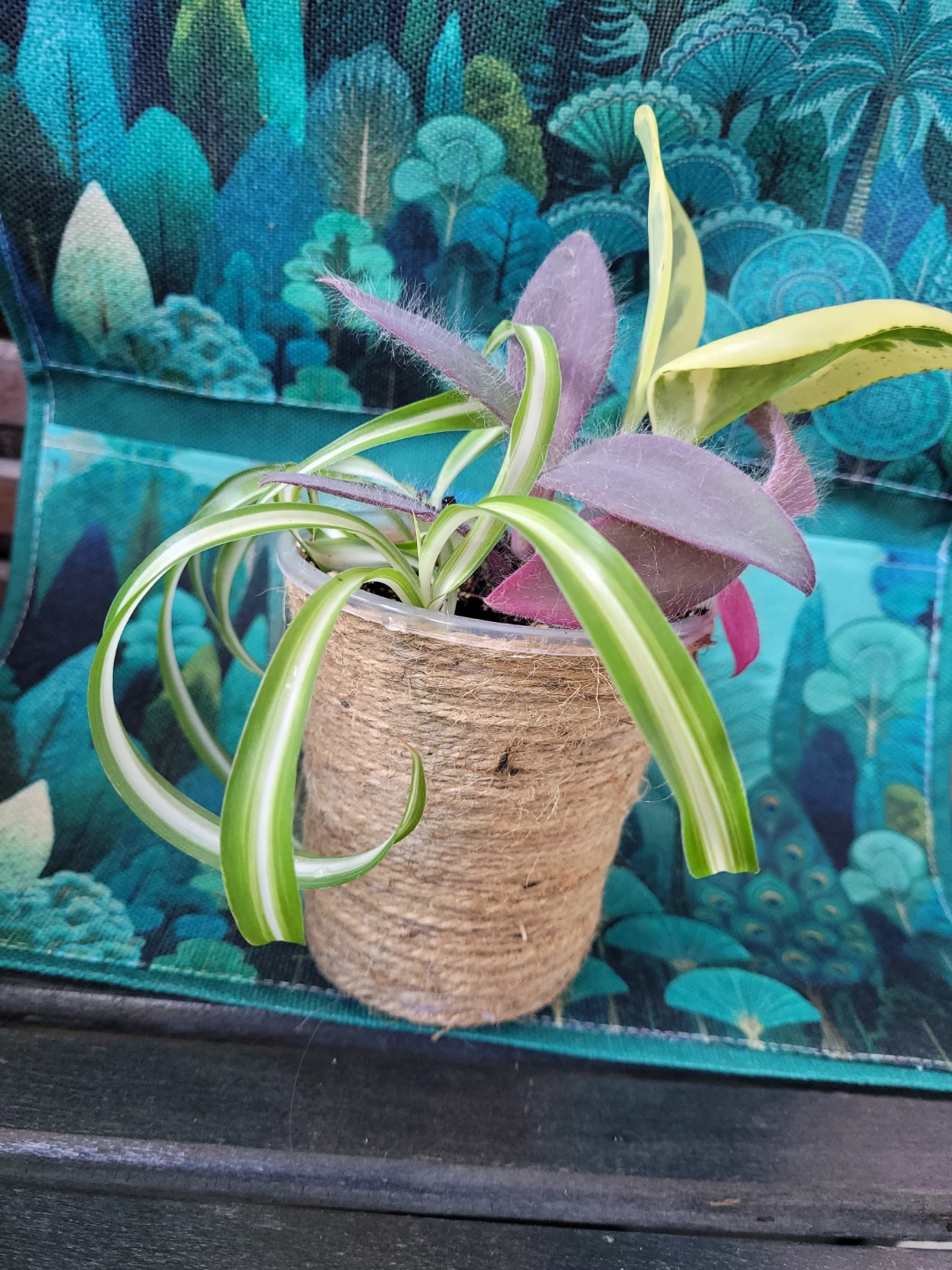 Spider Plant and Tradescantia Zebrina Plant - photo 2