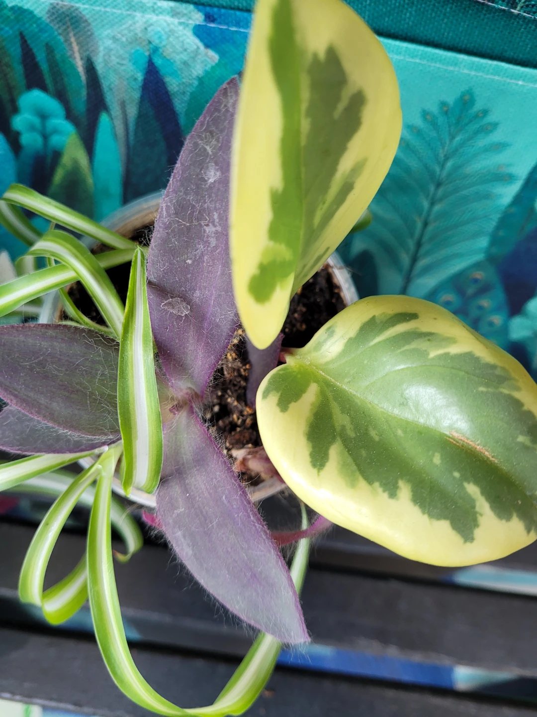 Spider Plant and Tradescantia Zebrina Plant - photo 3