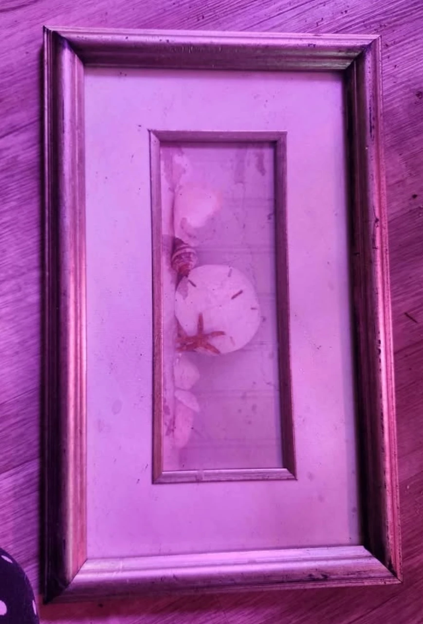 Framed Seashells with Sand Dollar and Starfish
