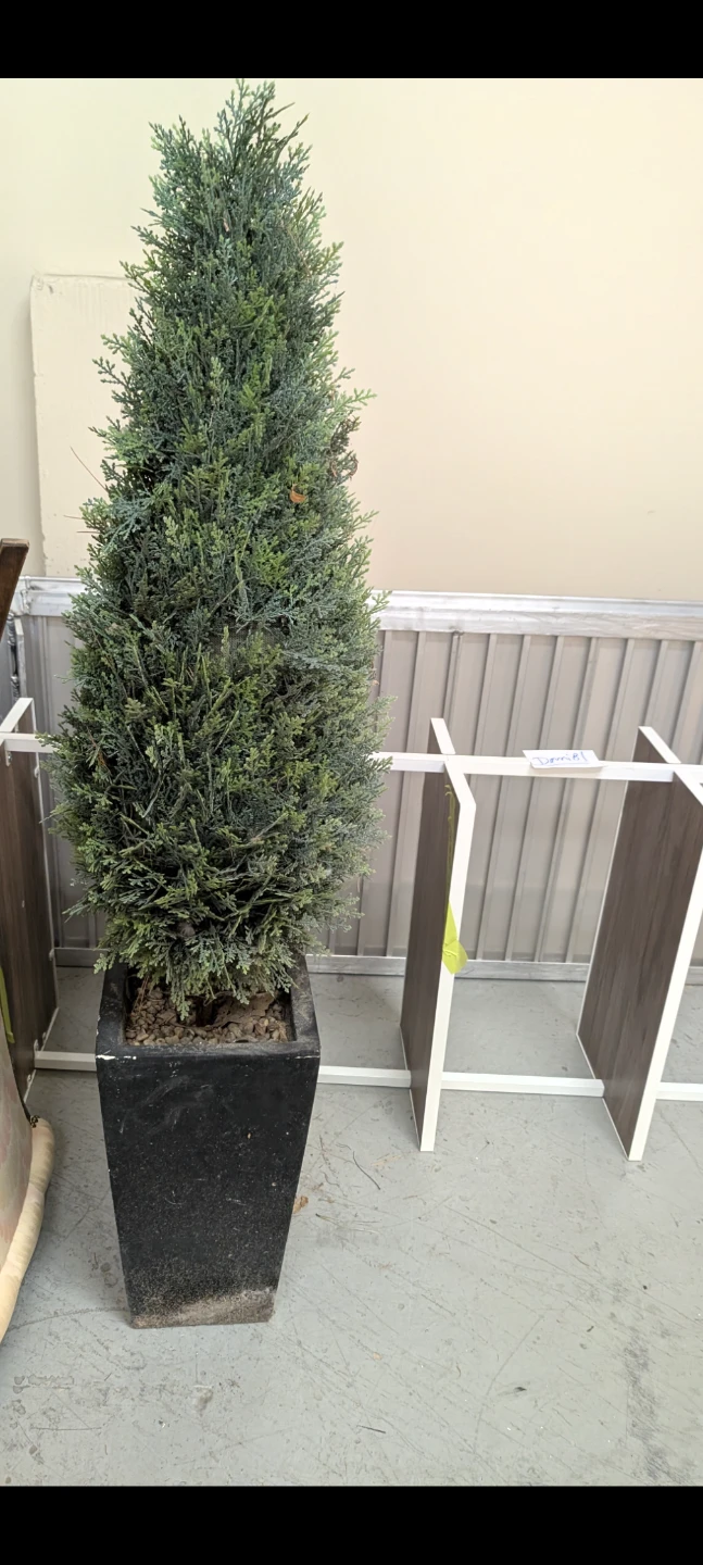 Artificial Cedar Tree in Black Planter