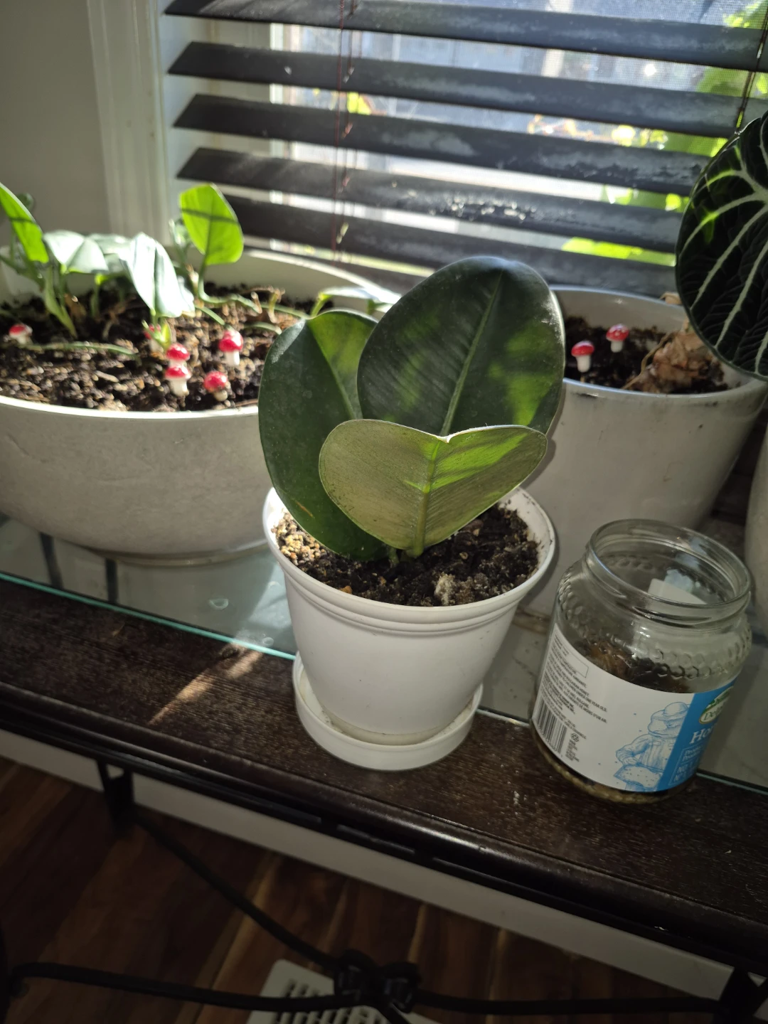 Rubber plant
