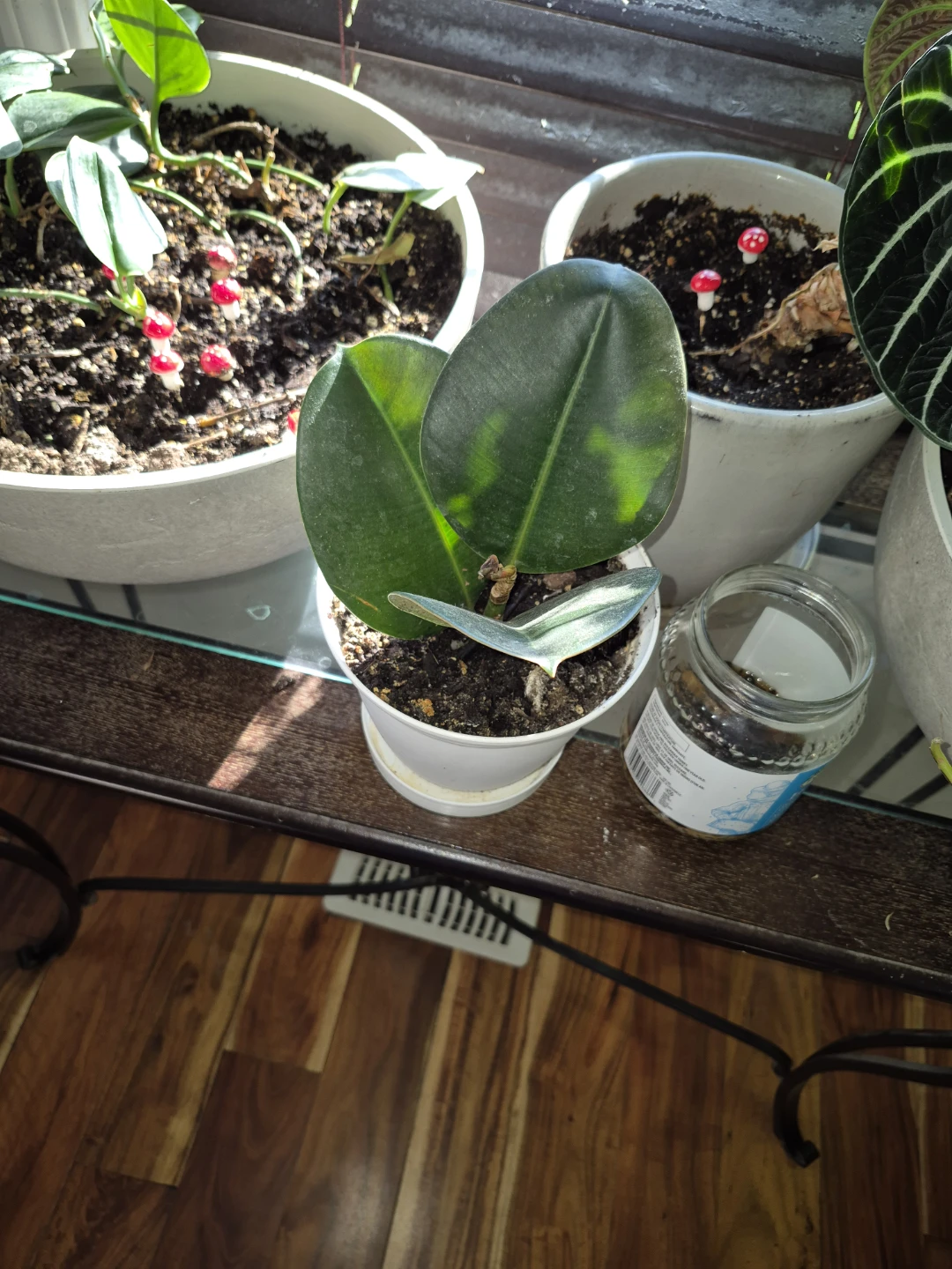 Rubber plant - photo 2